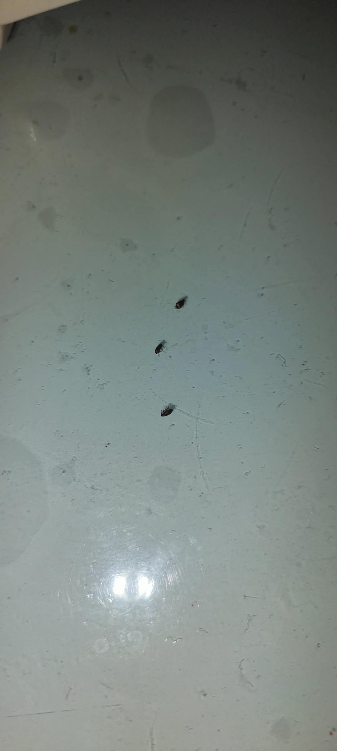 哪位大侠知道这是蜱虫吗?有翅膀,会跳