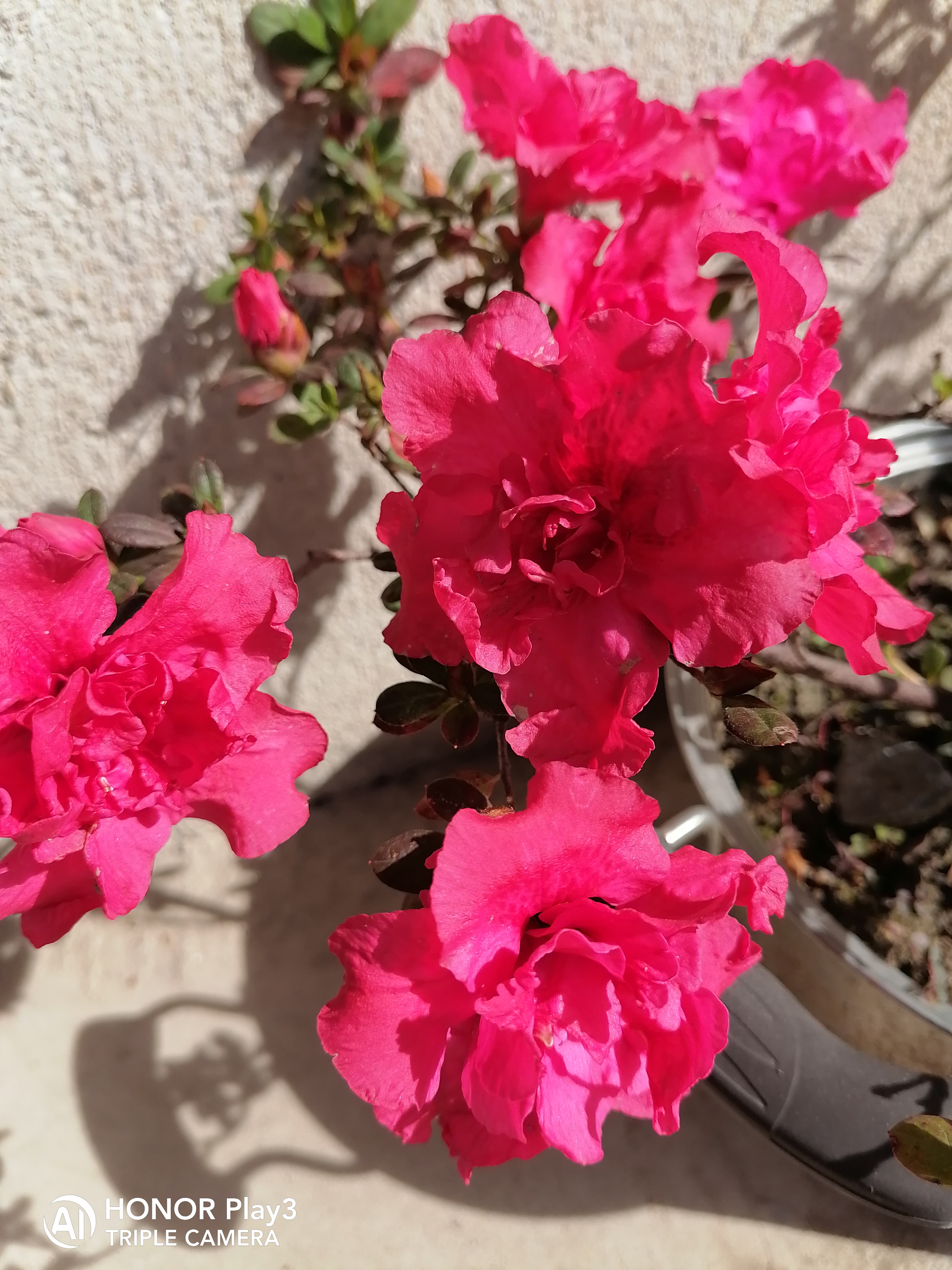 因着这几日开得正艳的红花杜鹃(是我自己取的,它应该有它的本名),和