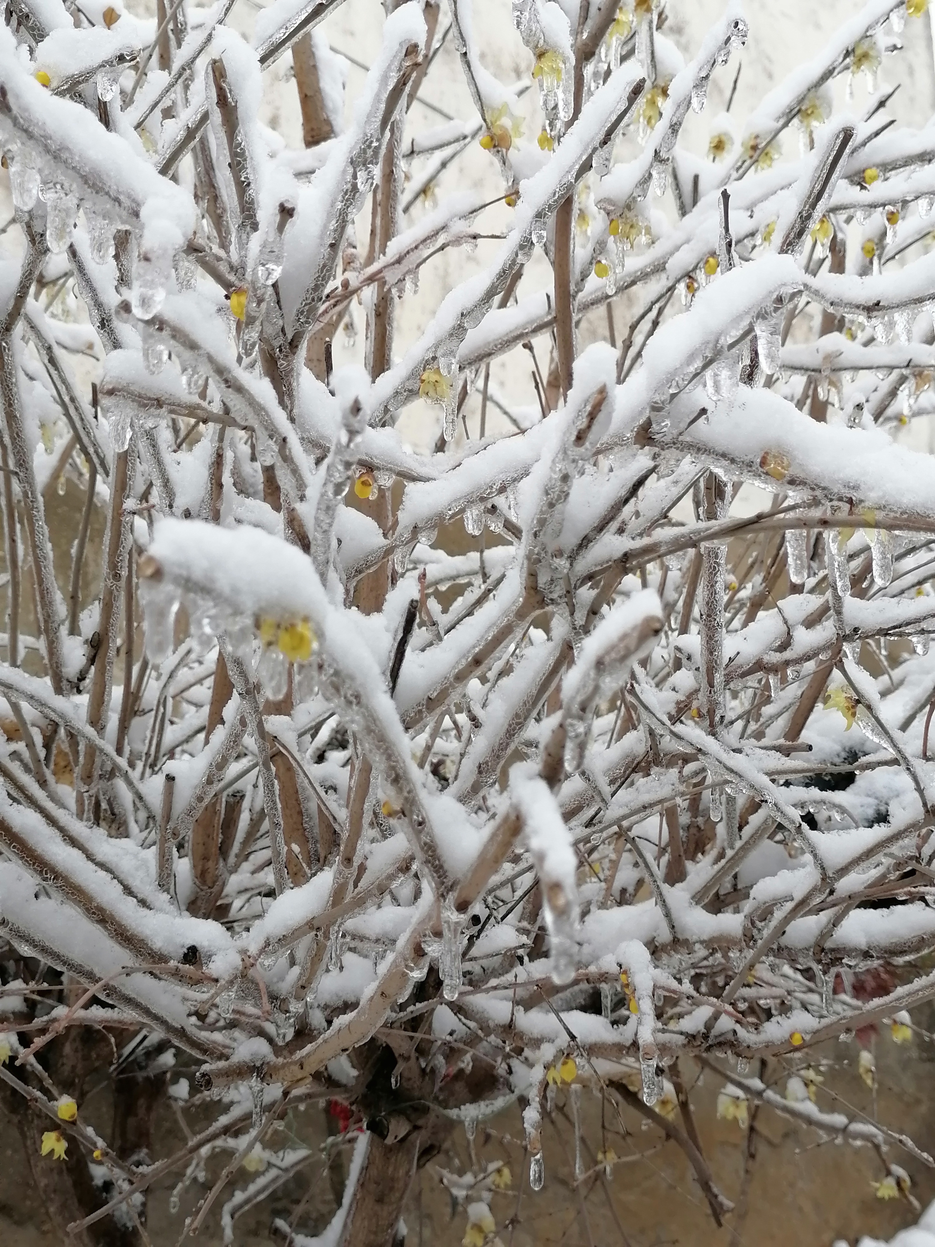 树上的雪融化了图片