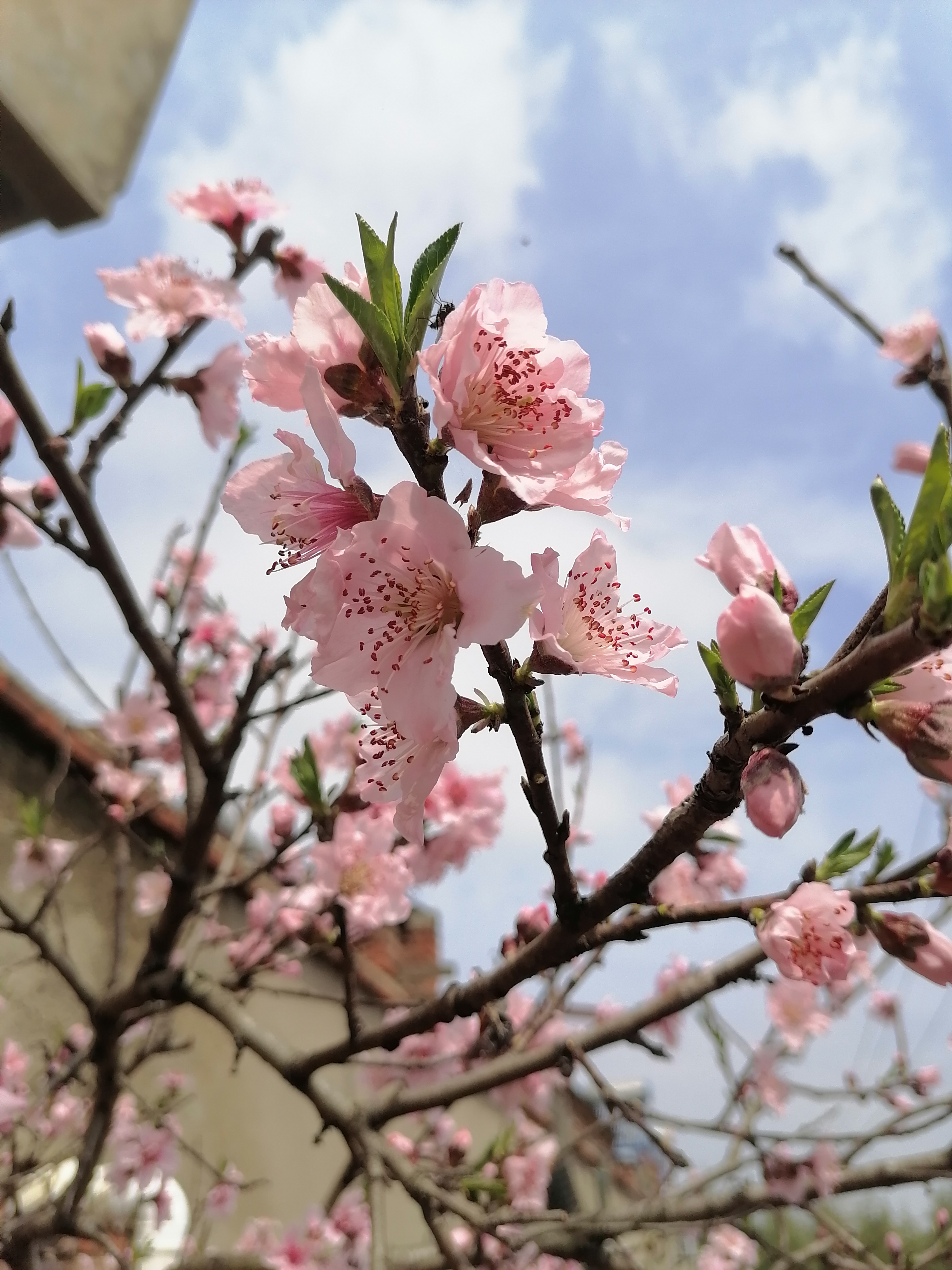 赏桃花 真实图片