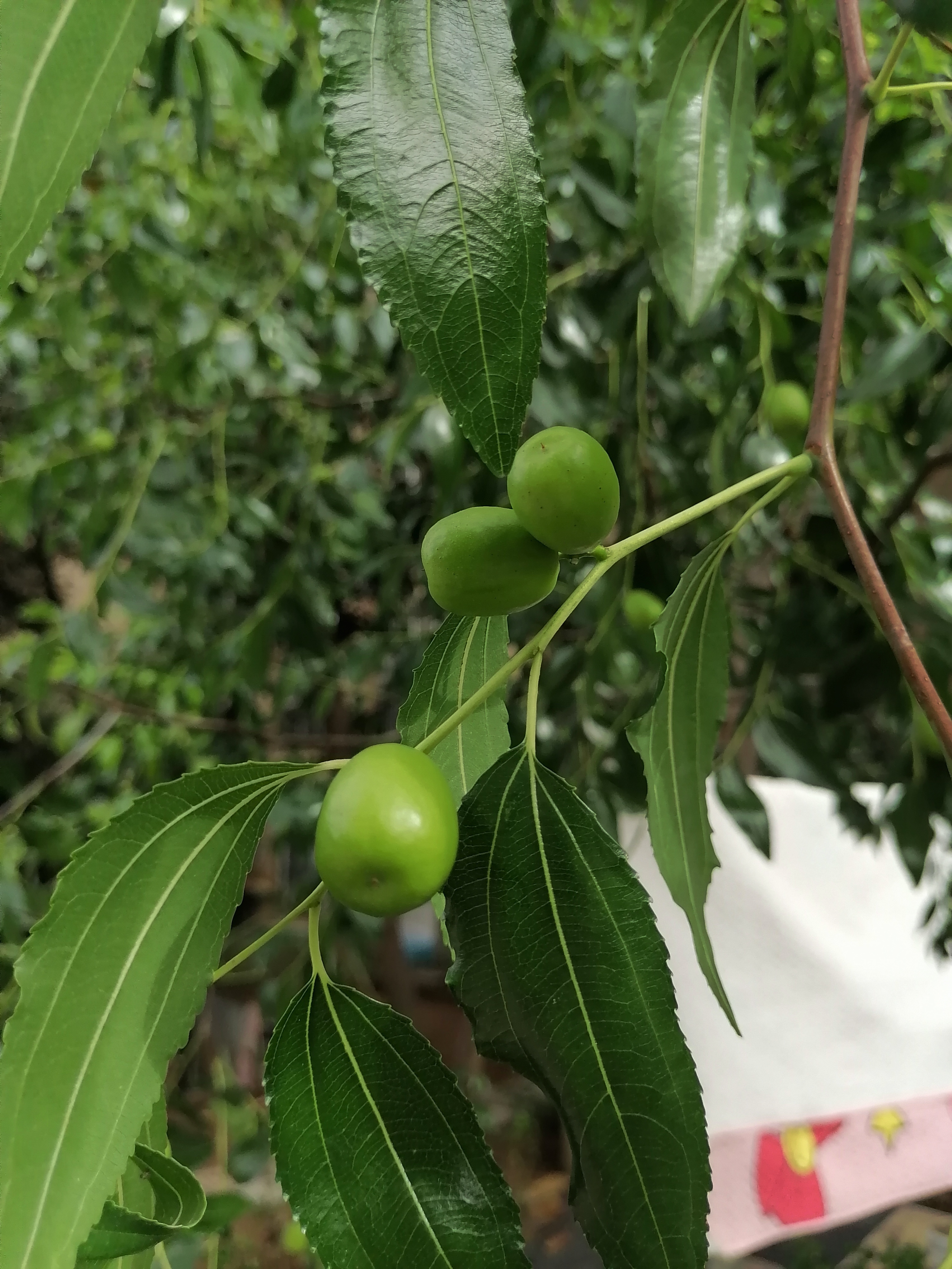 动态连更挑战#  遇见一棵小枣树,结满了青青的枣儿.