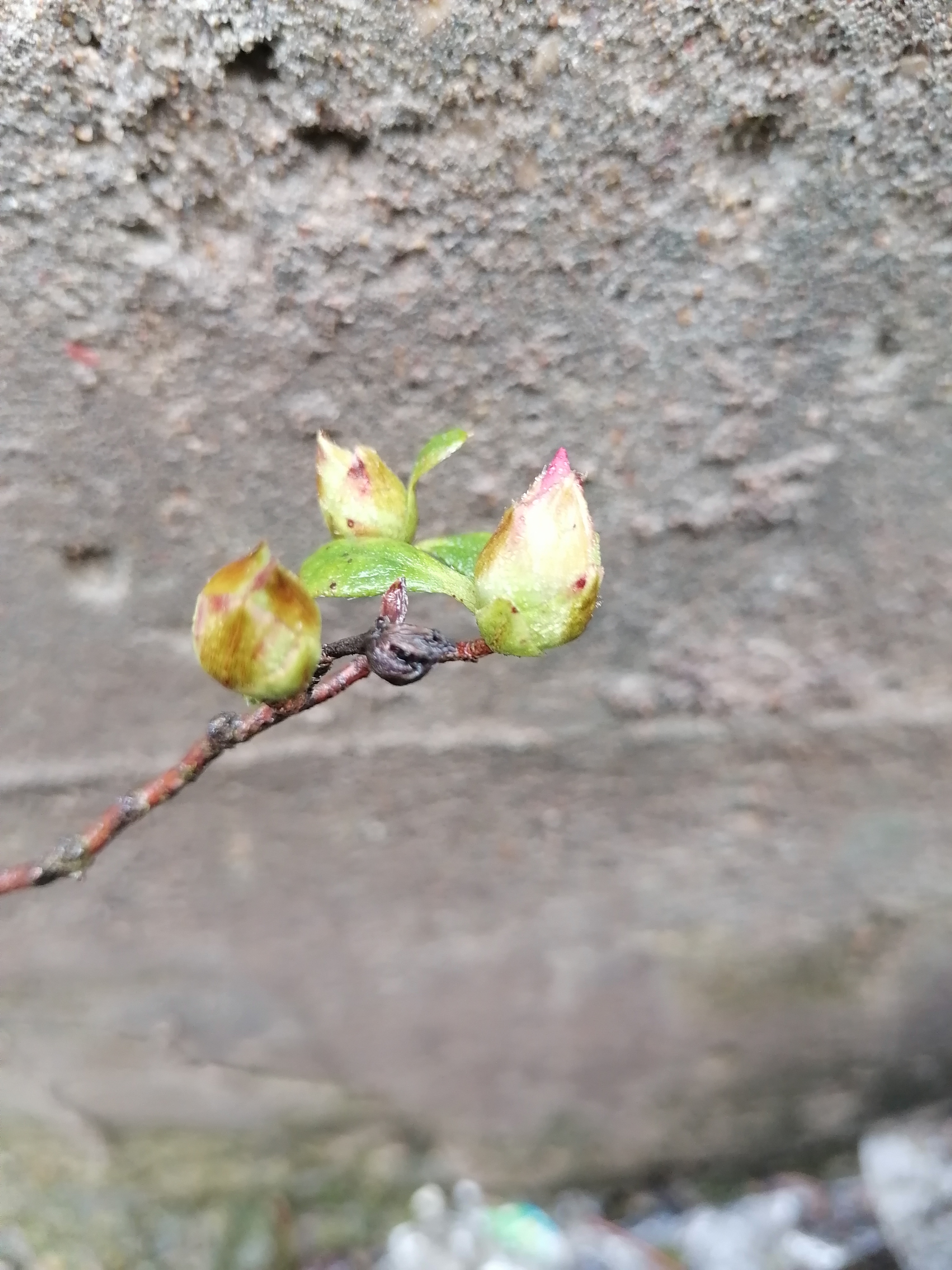 猴头杜鹃花图片 发芽图片