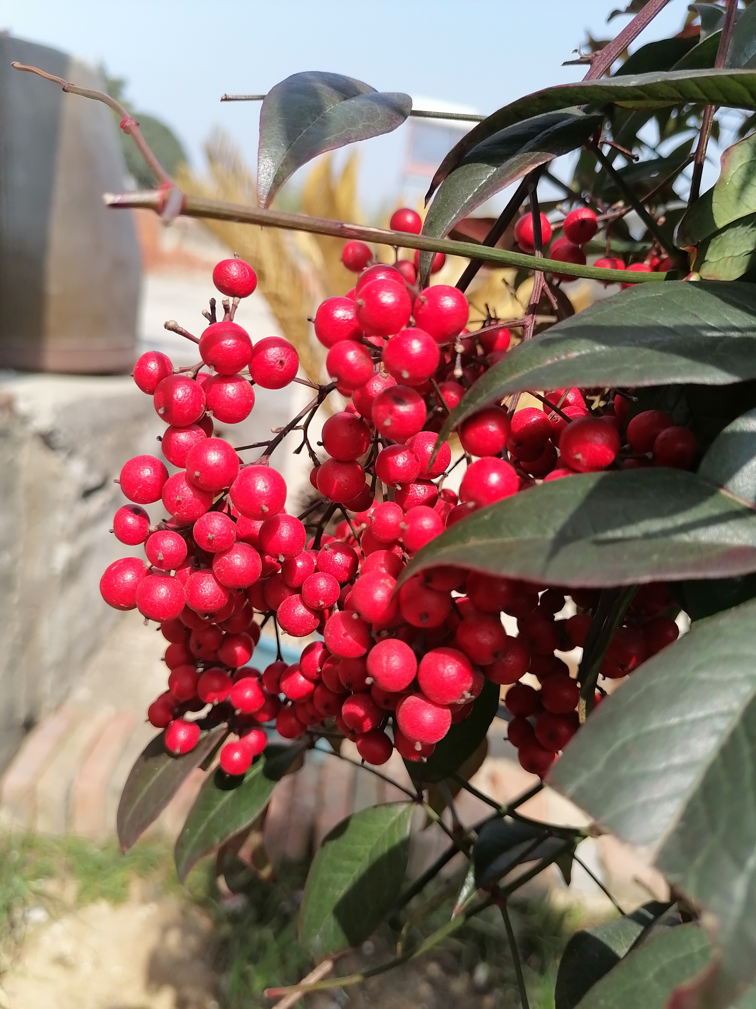 从冬天挂到春天的南天竹果