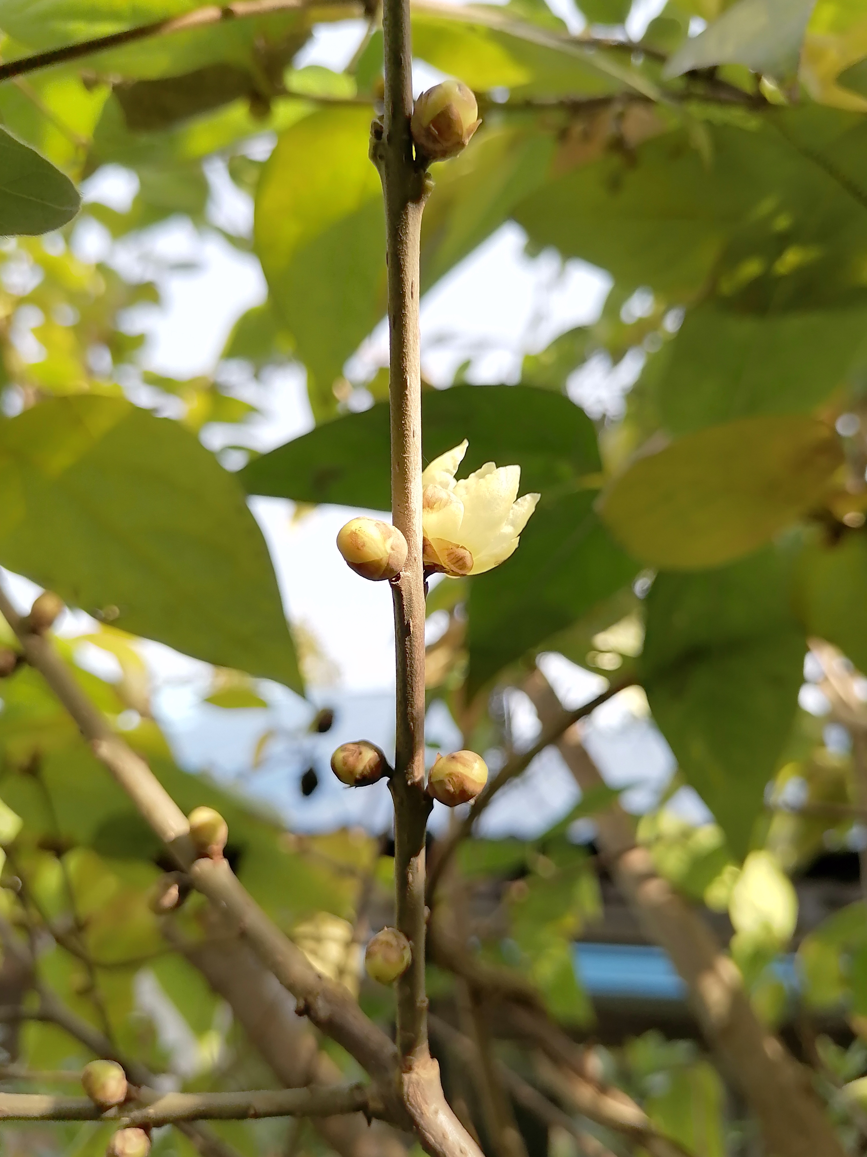 我该怎样才能留住你的香 腊梅其实一直都在开,只是满树的叶片将它们