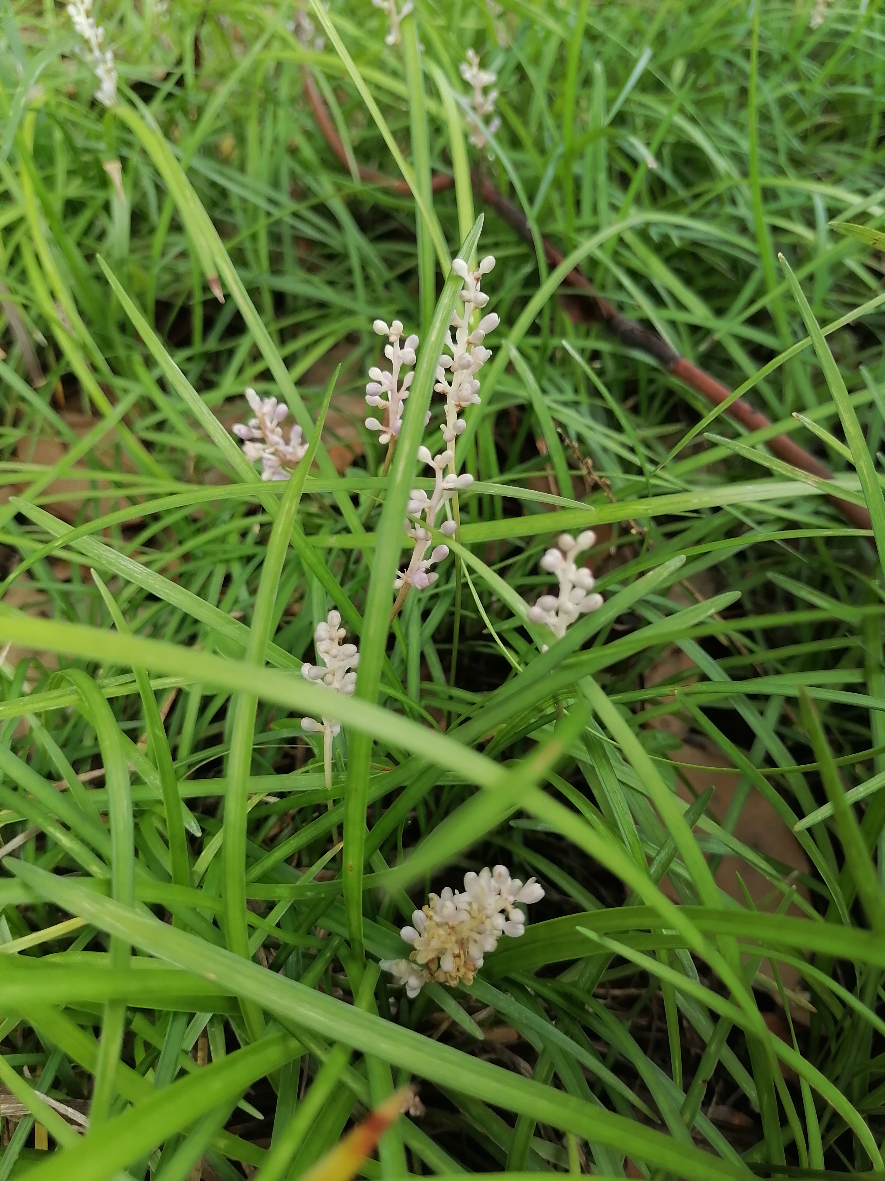 动态连更挑战#  花台里,小小的麦冬草,开着小小的花.