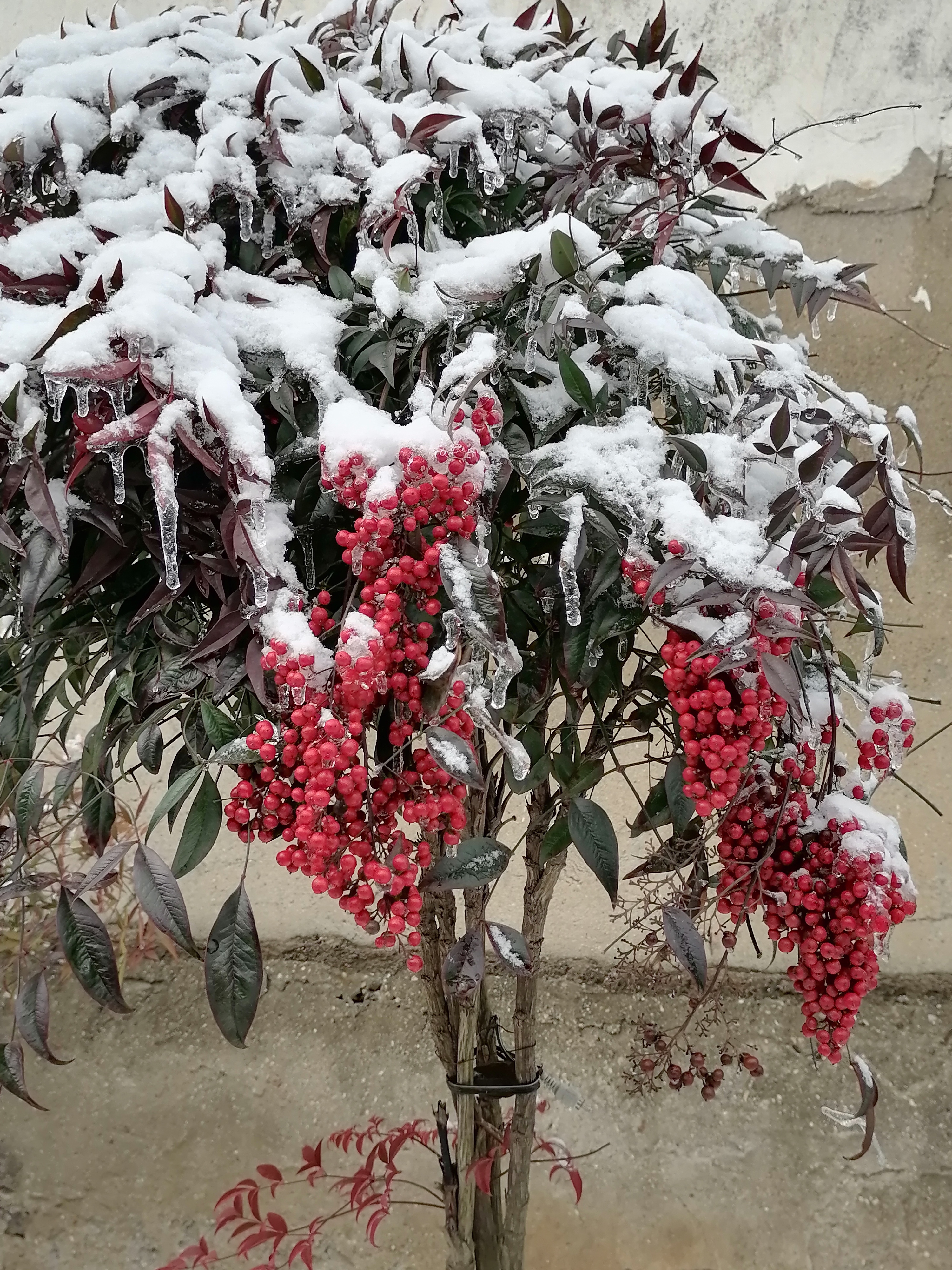 雪中景 冰与火的奇迹:一棵树上三种世界的交汇!  寒冬腊月,一棵树伫立