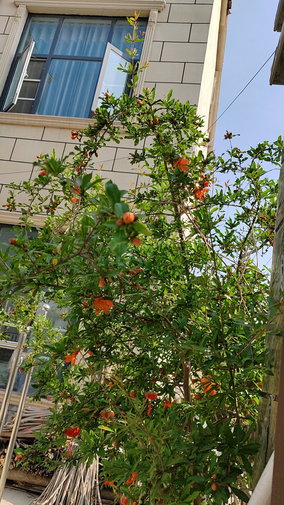 老家的那棵石榴树又到了一年一度的开花季…  早上,孩子姑姑给拍的,说