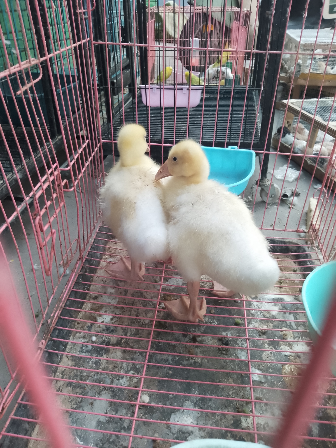 知道这是什么动物小时候吗[捂脸]  我一开始以为是鸭子,因为它的脚掌