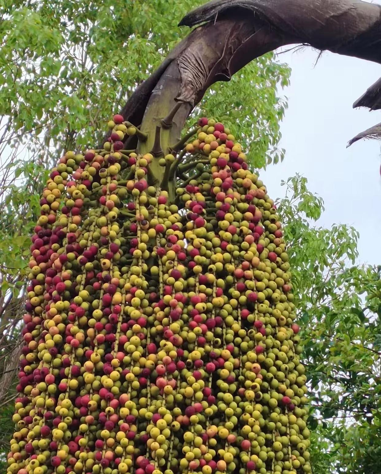 只需你给它一丝生长的空间,它便会慷慨地献上满树累累的果实作为回报