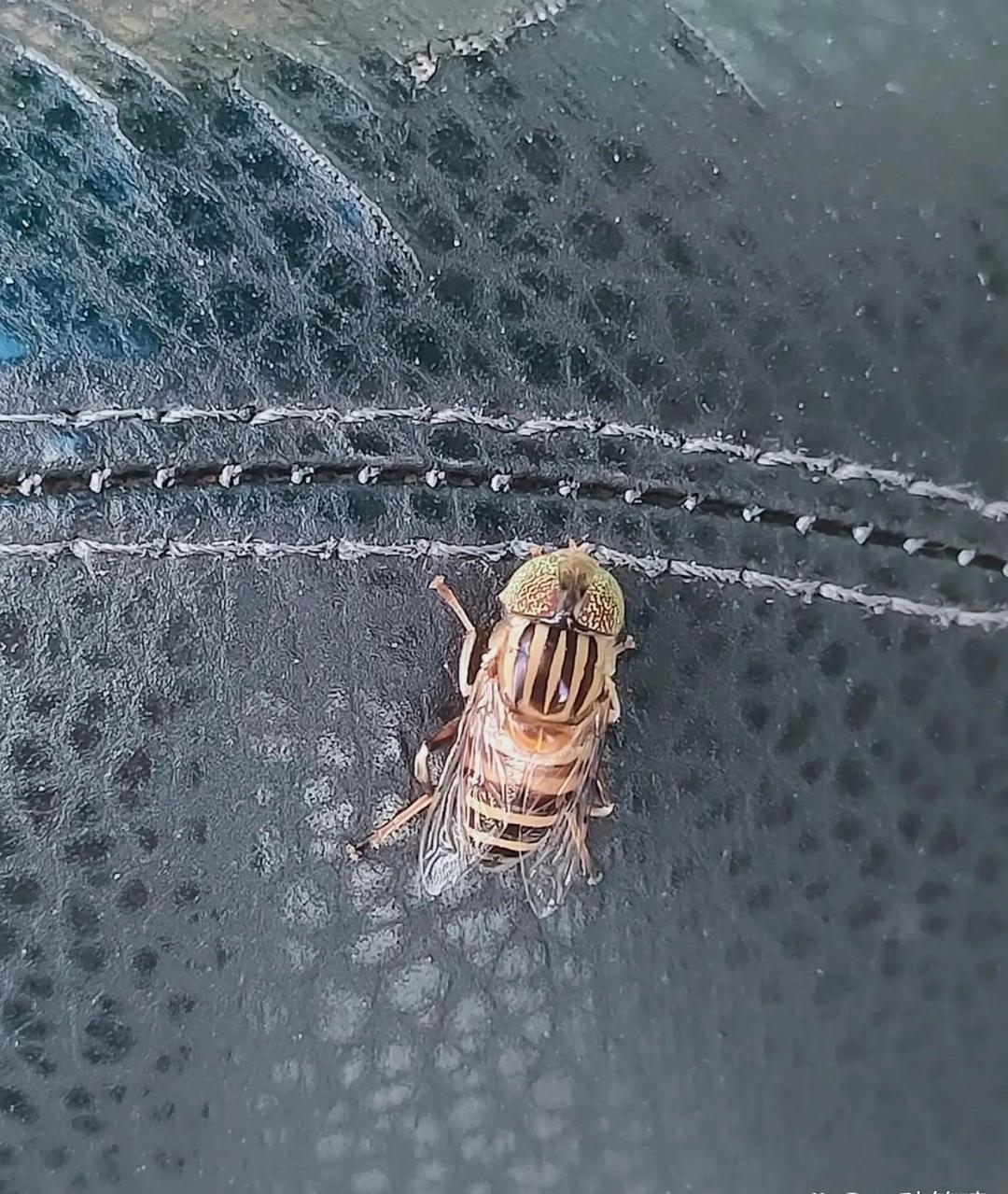 这是南方的昆虫吗?头长的像苍蝇,身体长的却像蜜蜂,薄如蝉翼的翅膀.