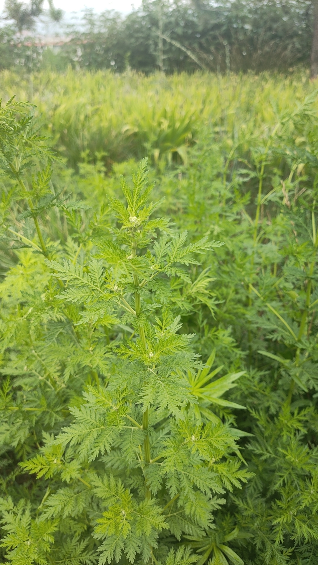缀我美蒿草图片青蒿草图片大全蒿草长什么样子图片沙蒿草图片大全大图