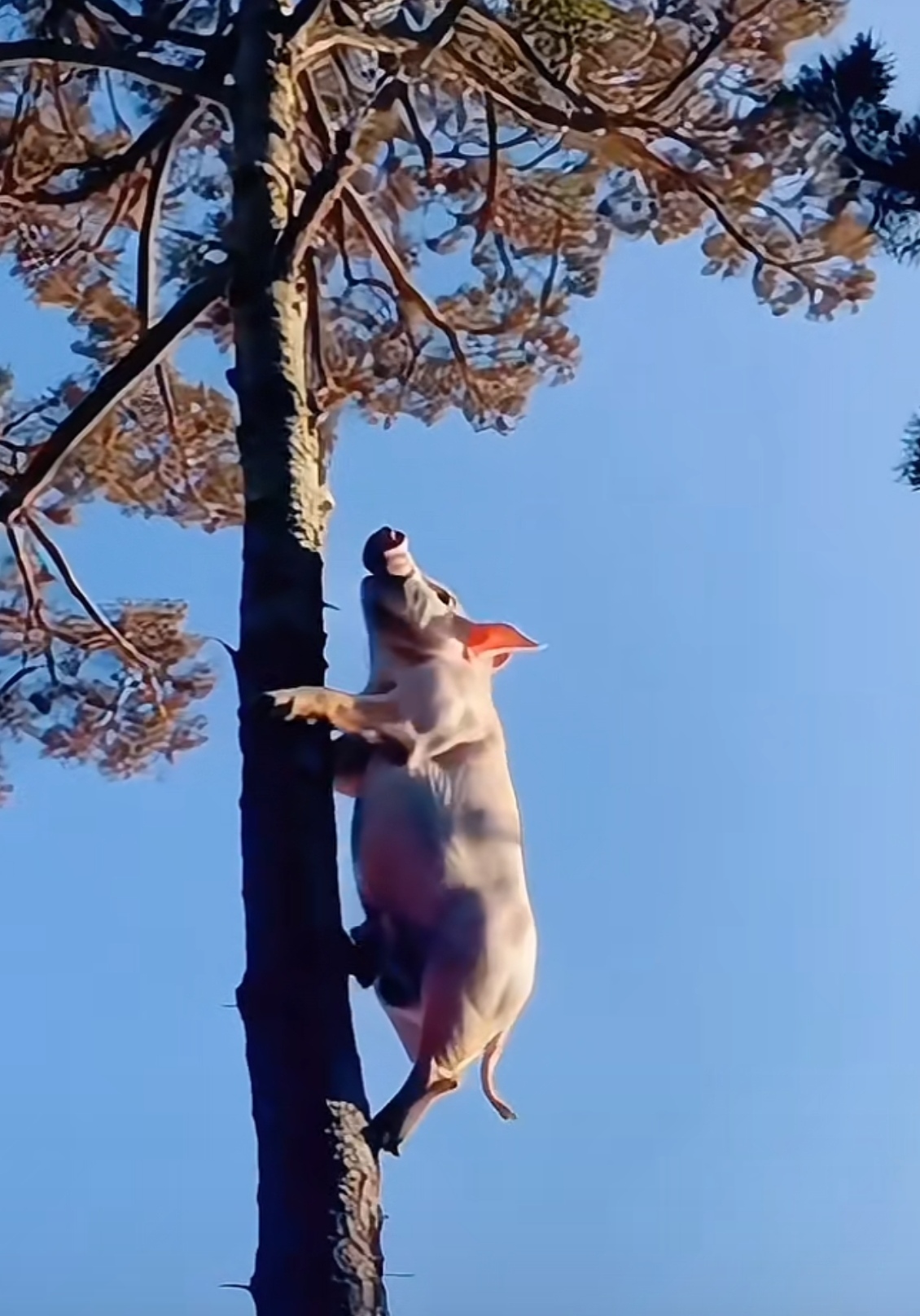 看着它那圆滚滚的身子在树上摇摇欲坠,仿佛在说:"嘿,别小瞧猪,咱也有