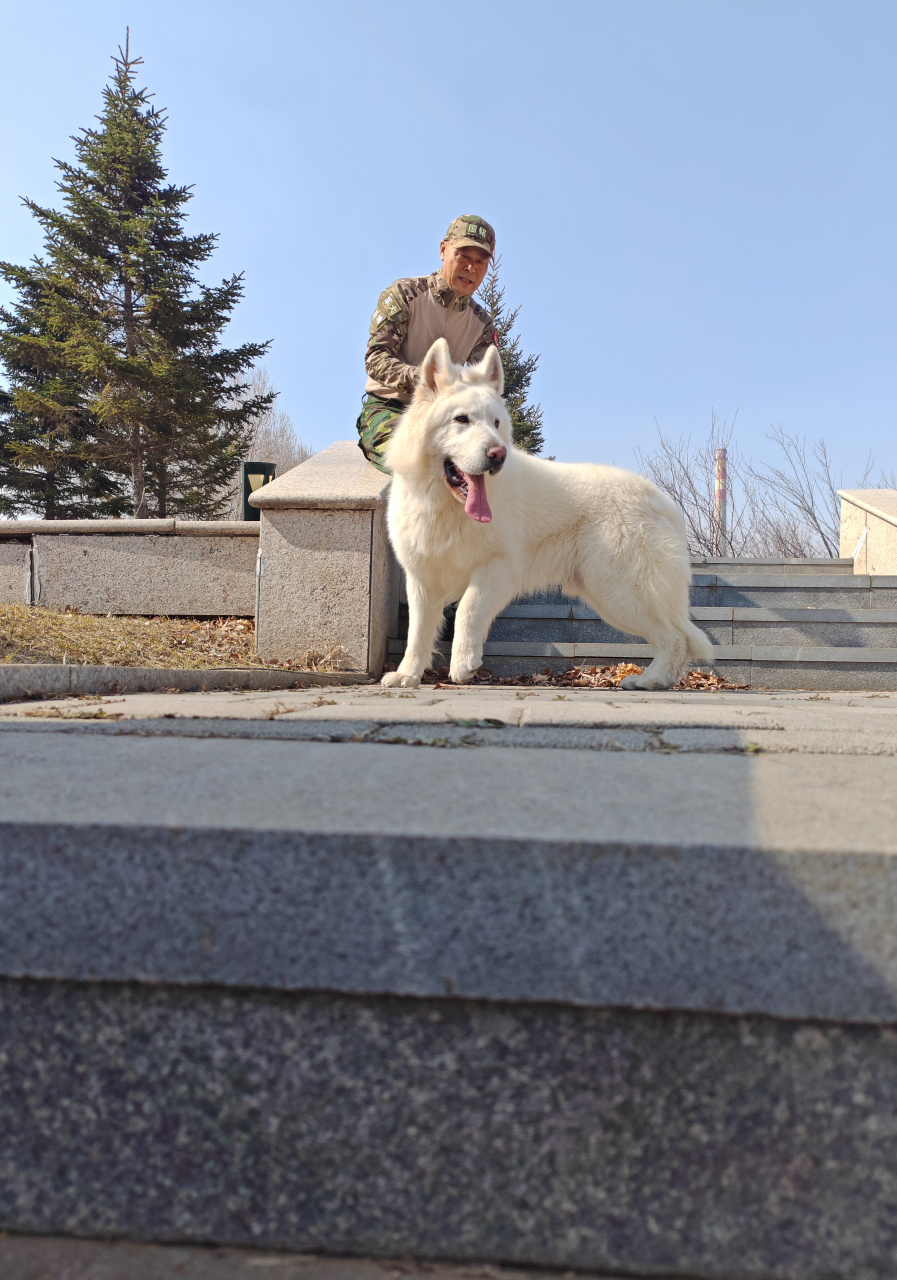 国铭犬舍黑白德牧繁殖基地新引进德系白德牧小母.#狗狗