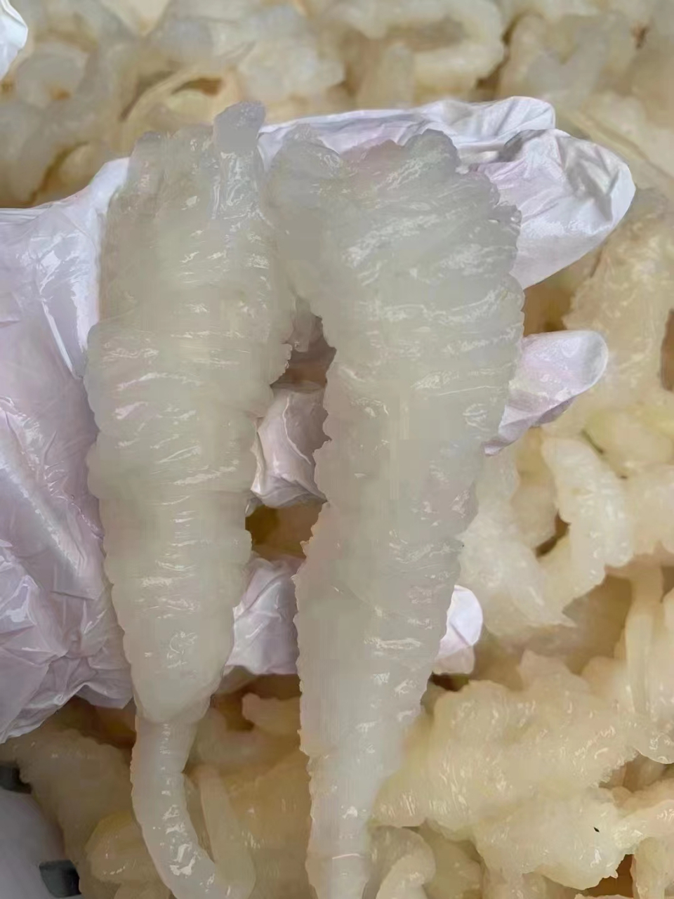 新鲜鱼胶,新货 满满胶颜蛋白,煮汤,炒,很好吃!