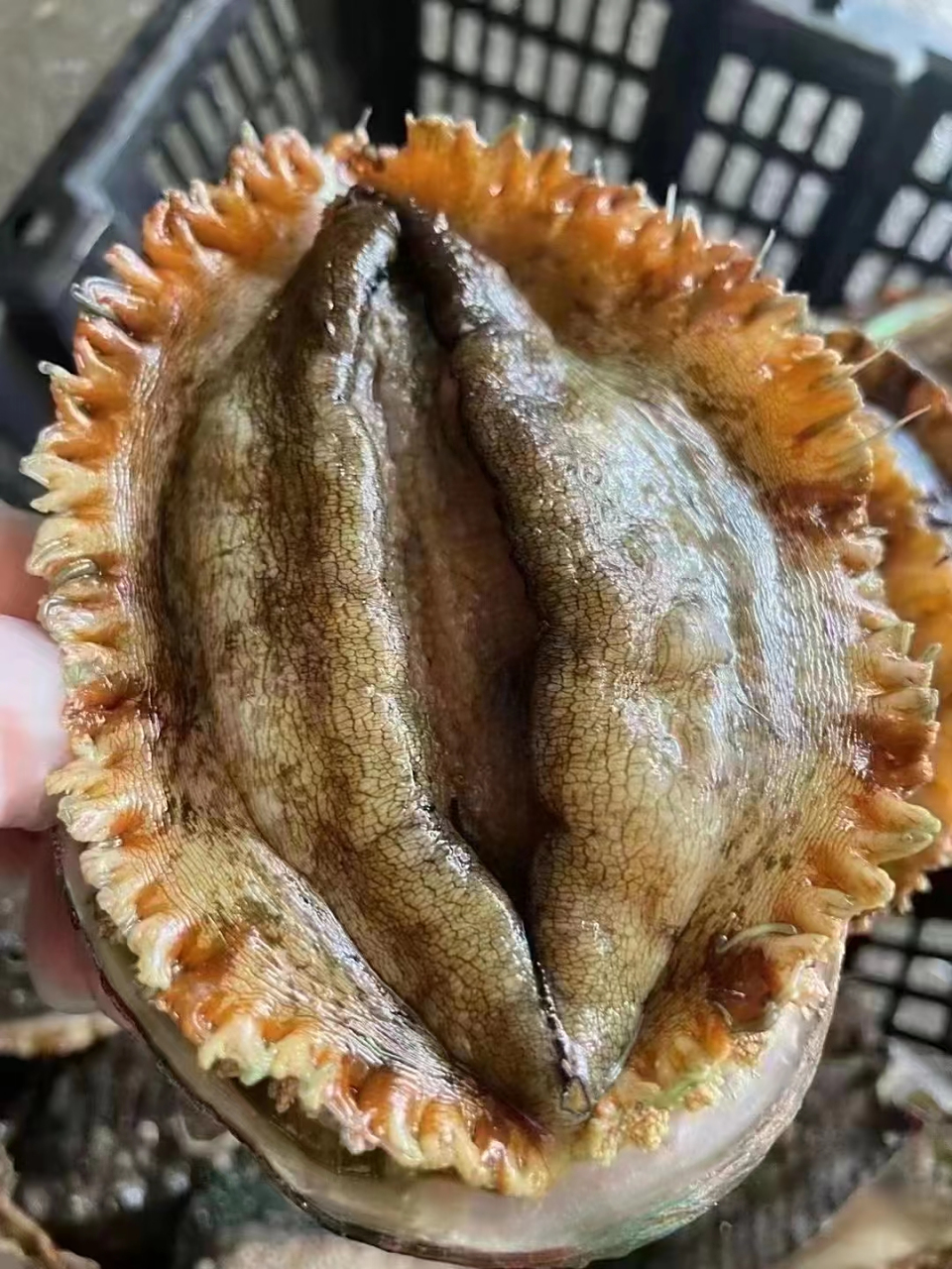 黑金鲍,黄金鲍!鲍鱼中的天花板 营养非常高!高级菜!