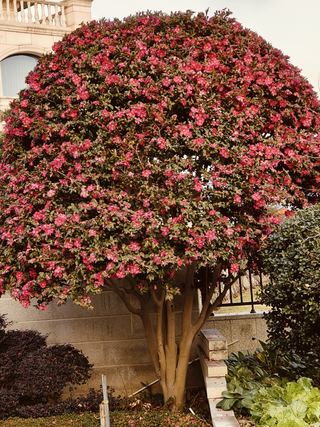 树冠好,形象差! 哇,这些树开满了粉红色的花朵,美得像童话里的场景!