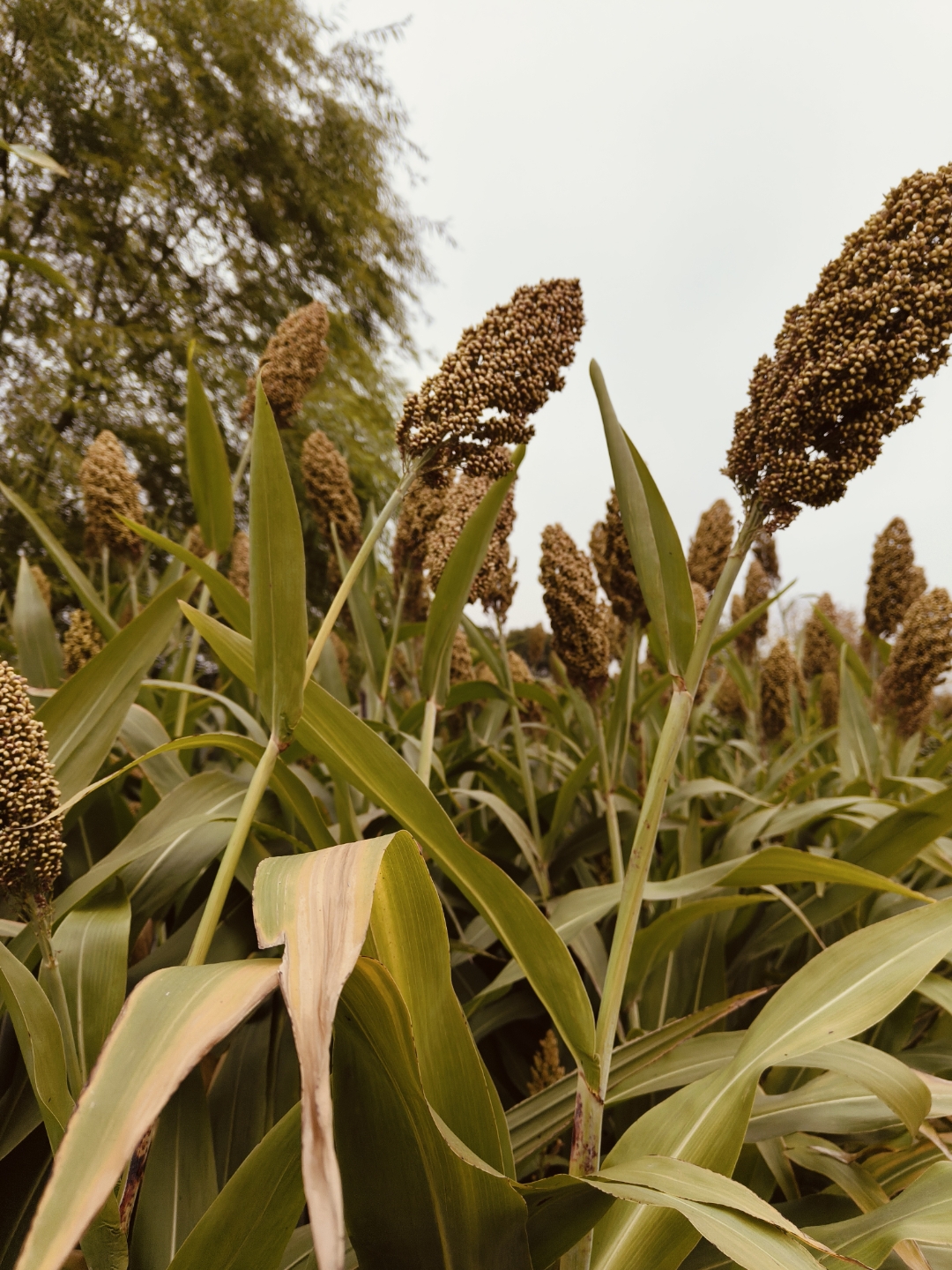 哇,这片高粱地长得真高,都快赶上我了!高梁是酿酒的好料,好洒须好料!