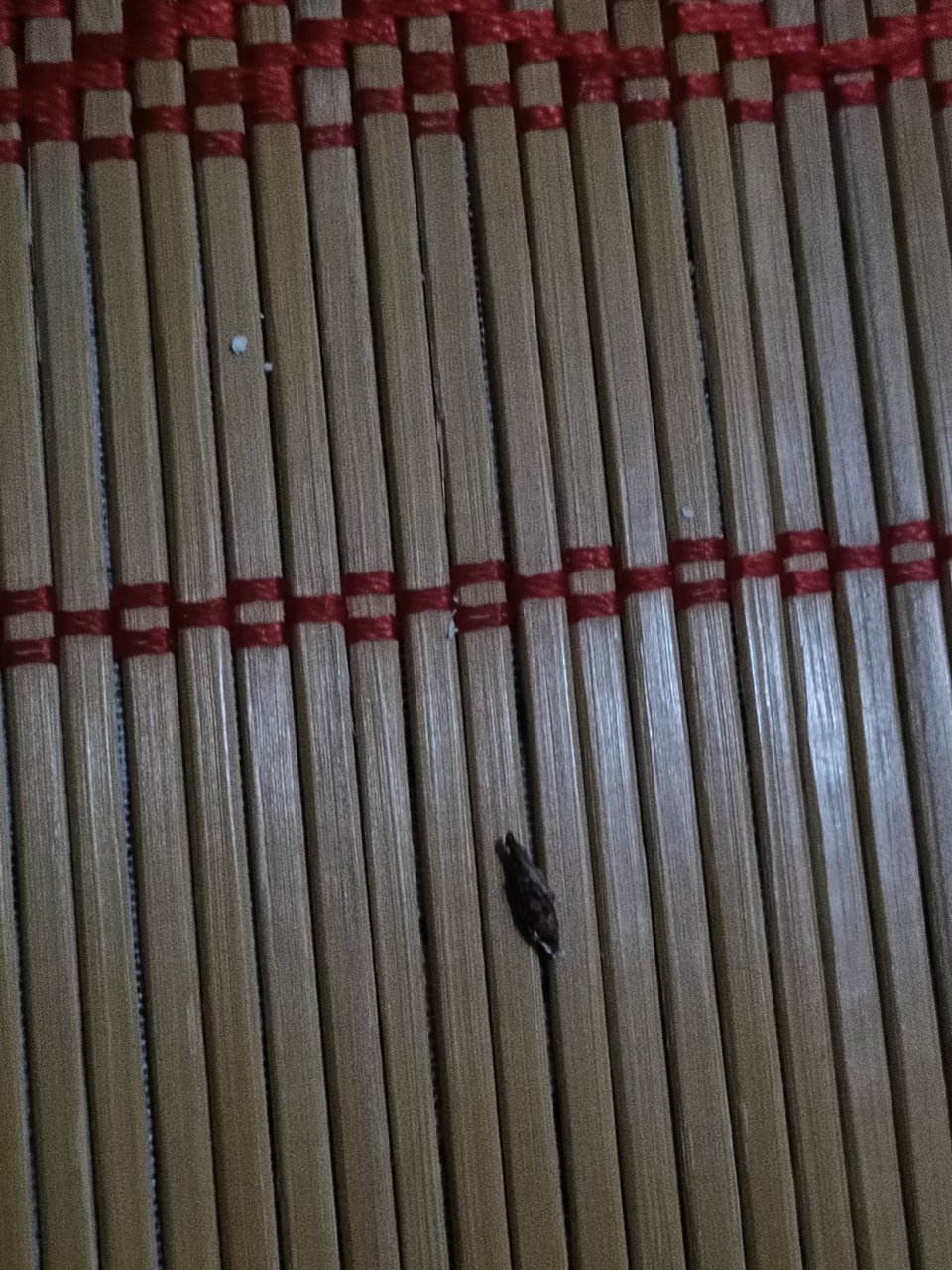 这是老鼠屎还是壁虎屎