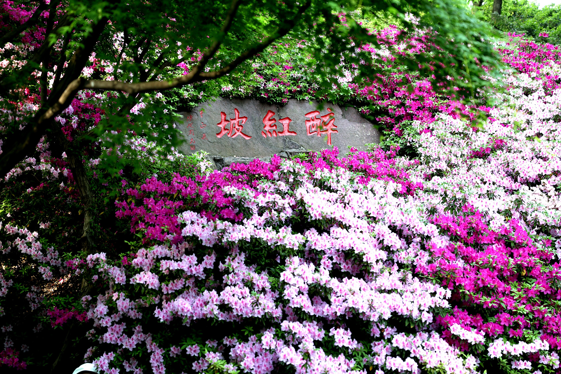 锡惠公园里隐藏着一个中国杜鹃园,花枝招展的杜鹃花惹人醉#又见惠山