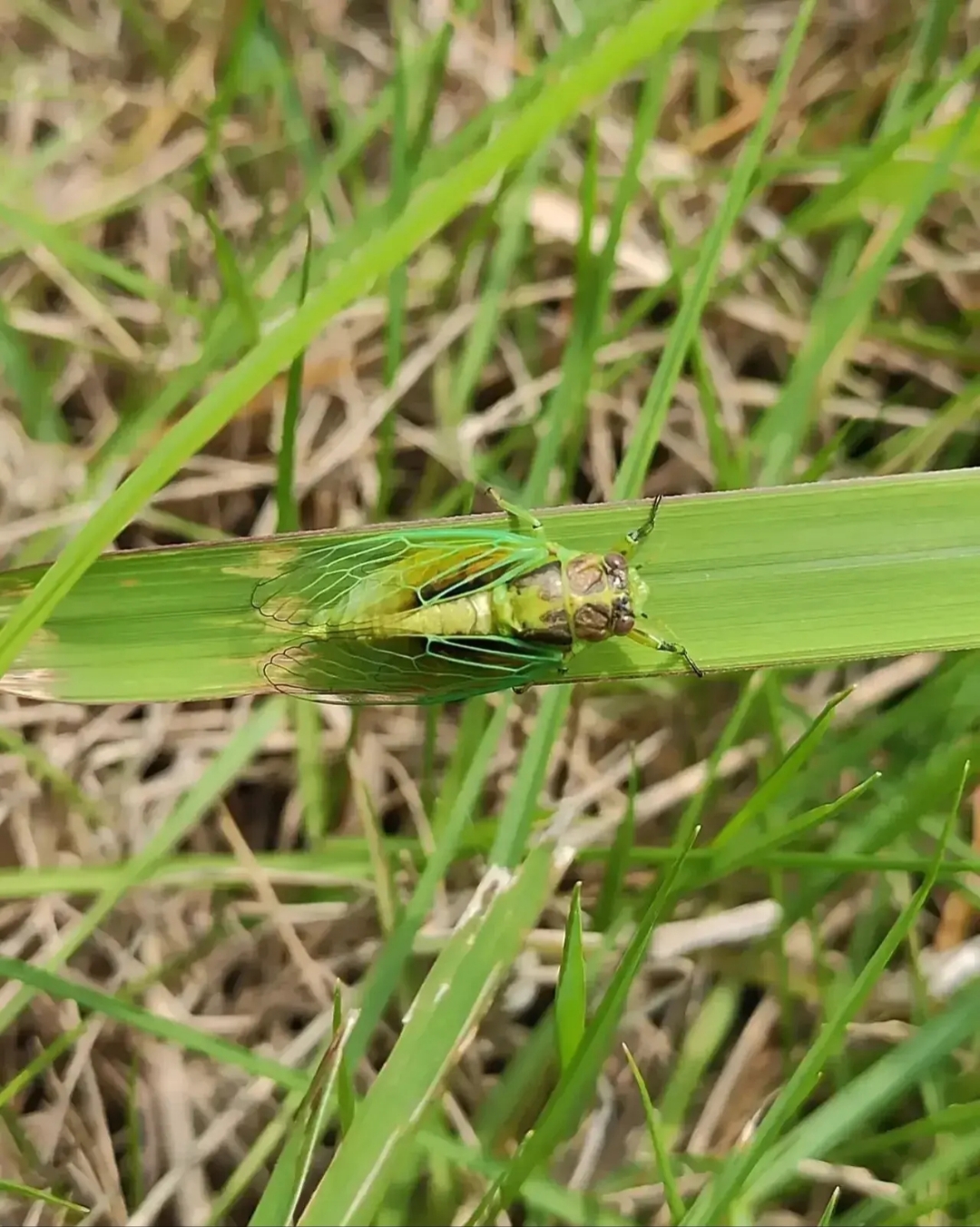 这种知了见过没?拿在手里还没有手指头大,可以说是世界上最小的蝉了