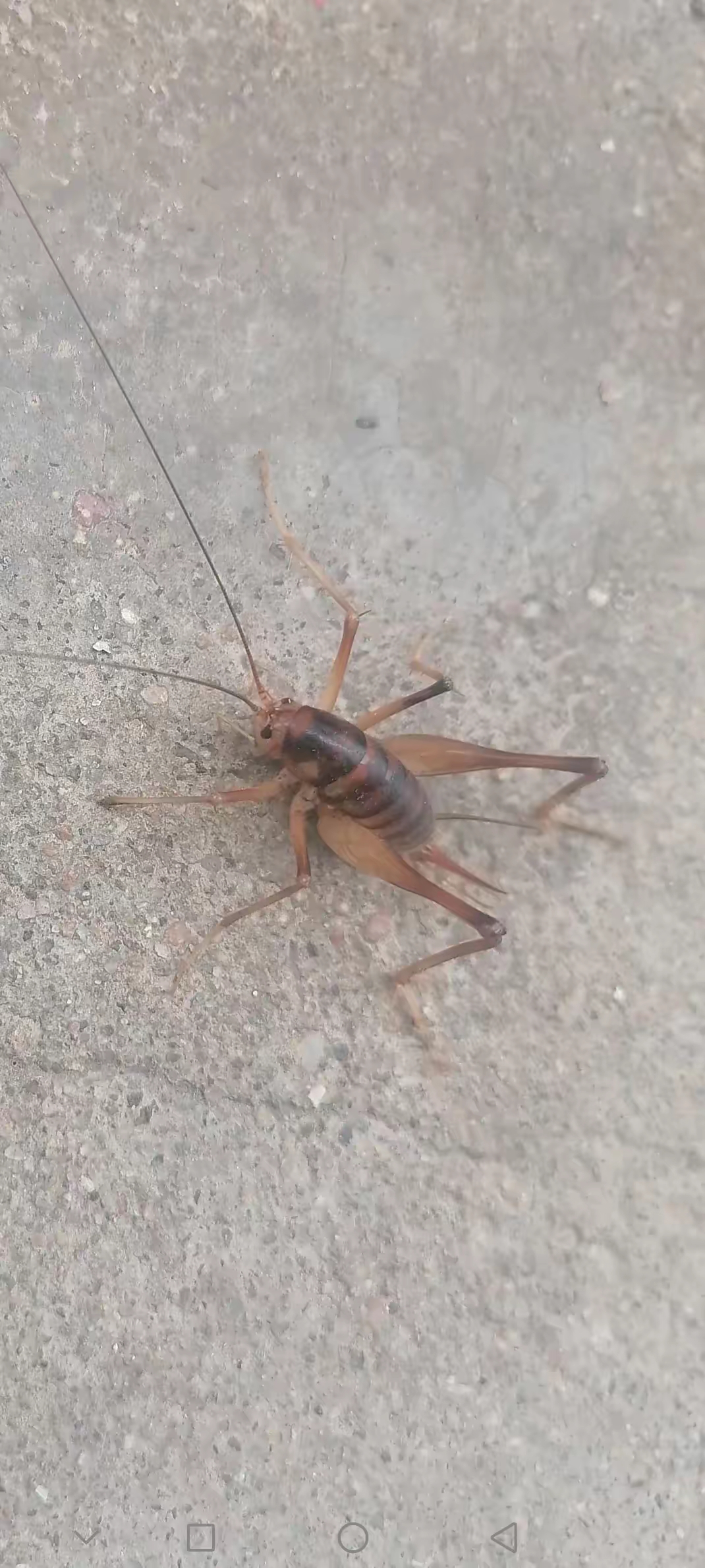 在我家院子里蹦出个这种虫子.与蟋蟀相似,和蚂蚱也类似.这个是什么虫?