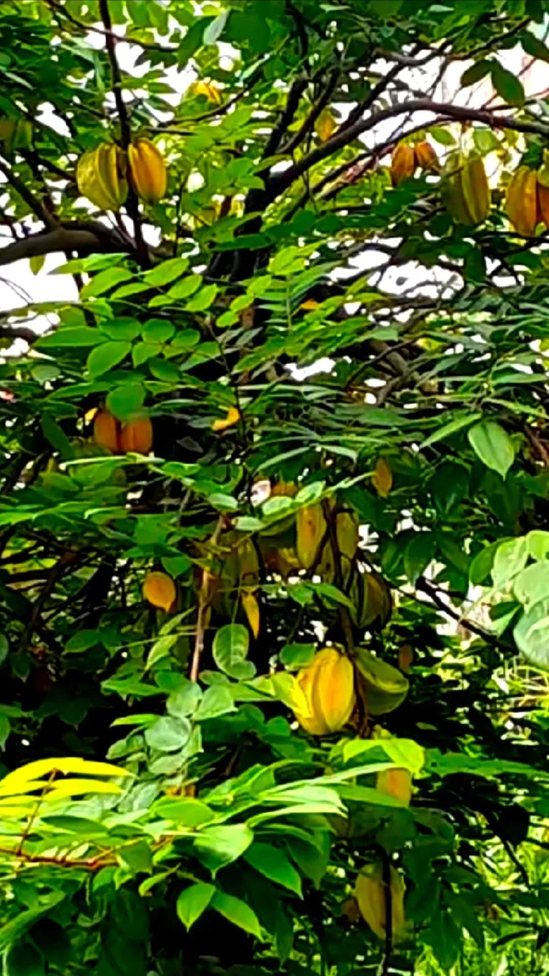 路边上看见一种植物,上面黄色的叶子她们说是什么水果,我说是树叶黄了