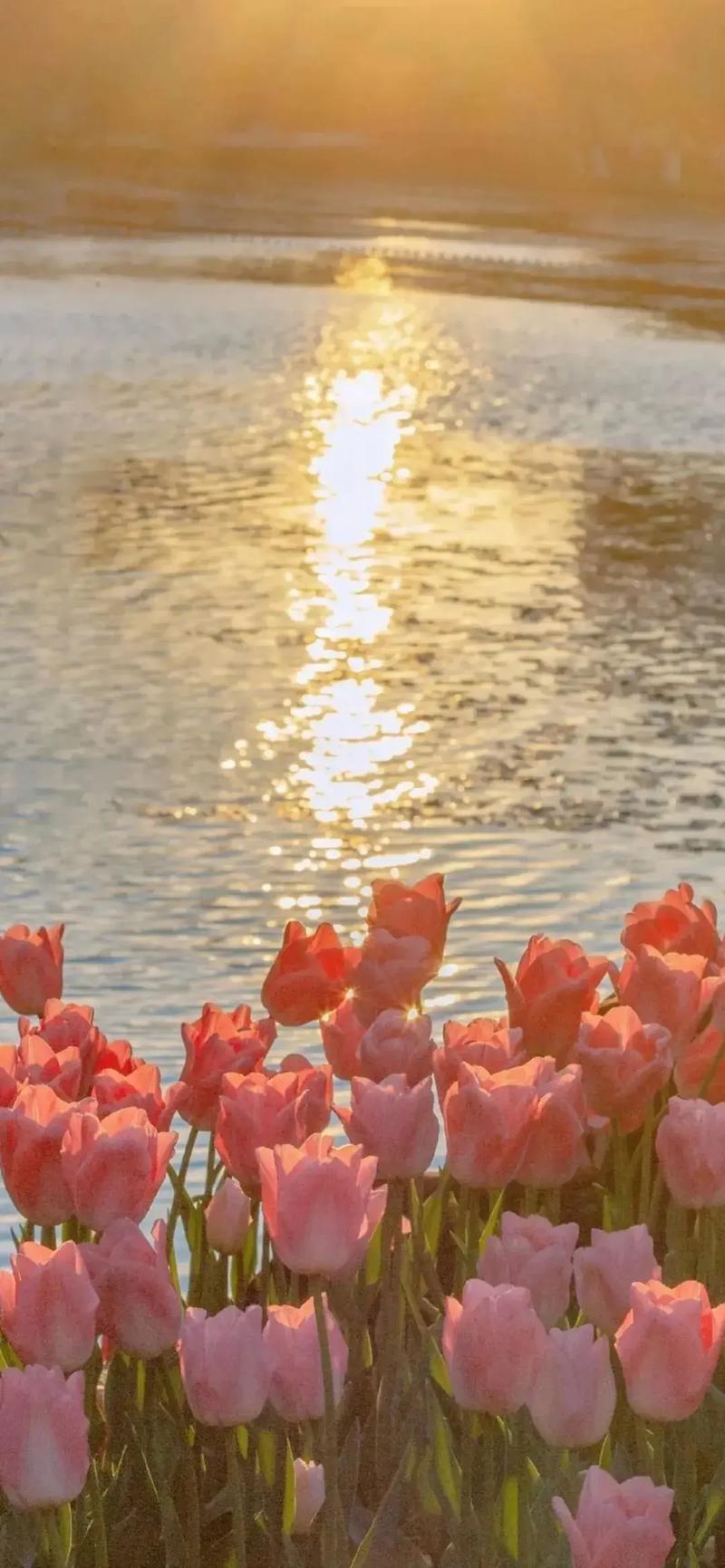 今日,ins风格背景图#ins风# #花