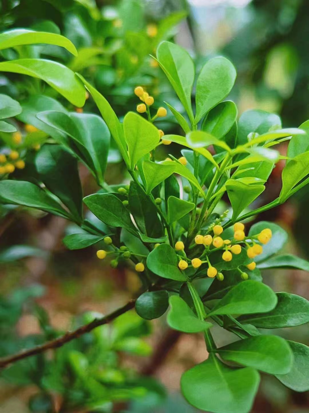 米兰花一直在复花,它的香,不同于栀子,腊梅,茉莉,兰花,它是很低调而