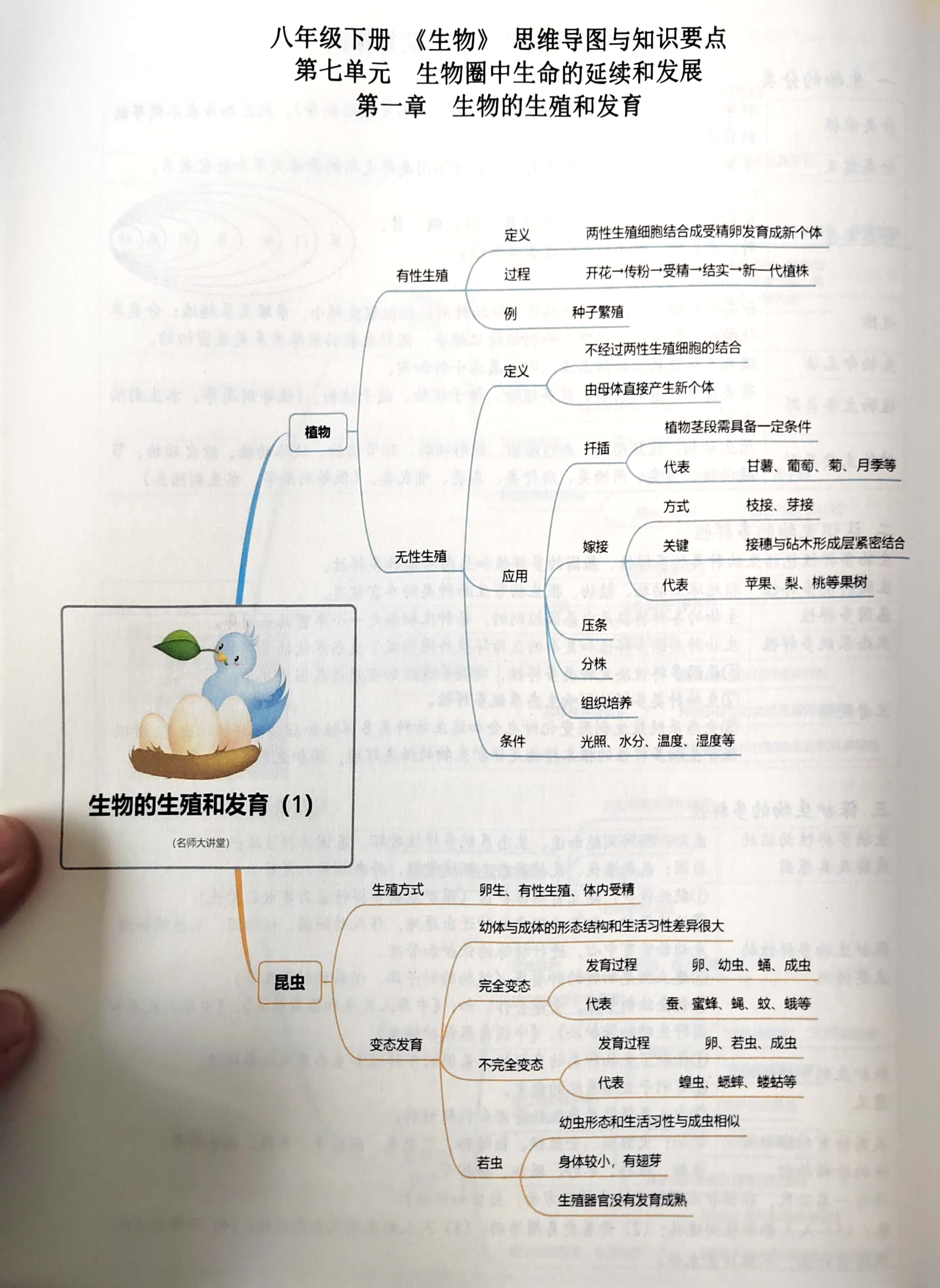 初二生物遗传图解六个图片