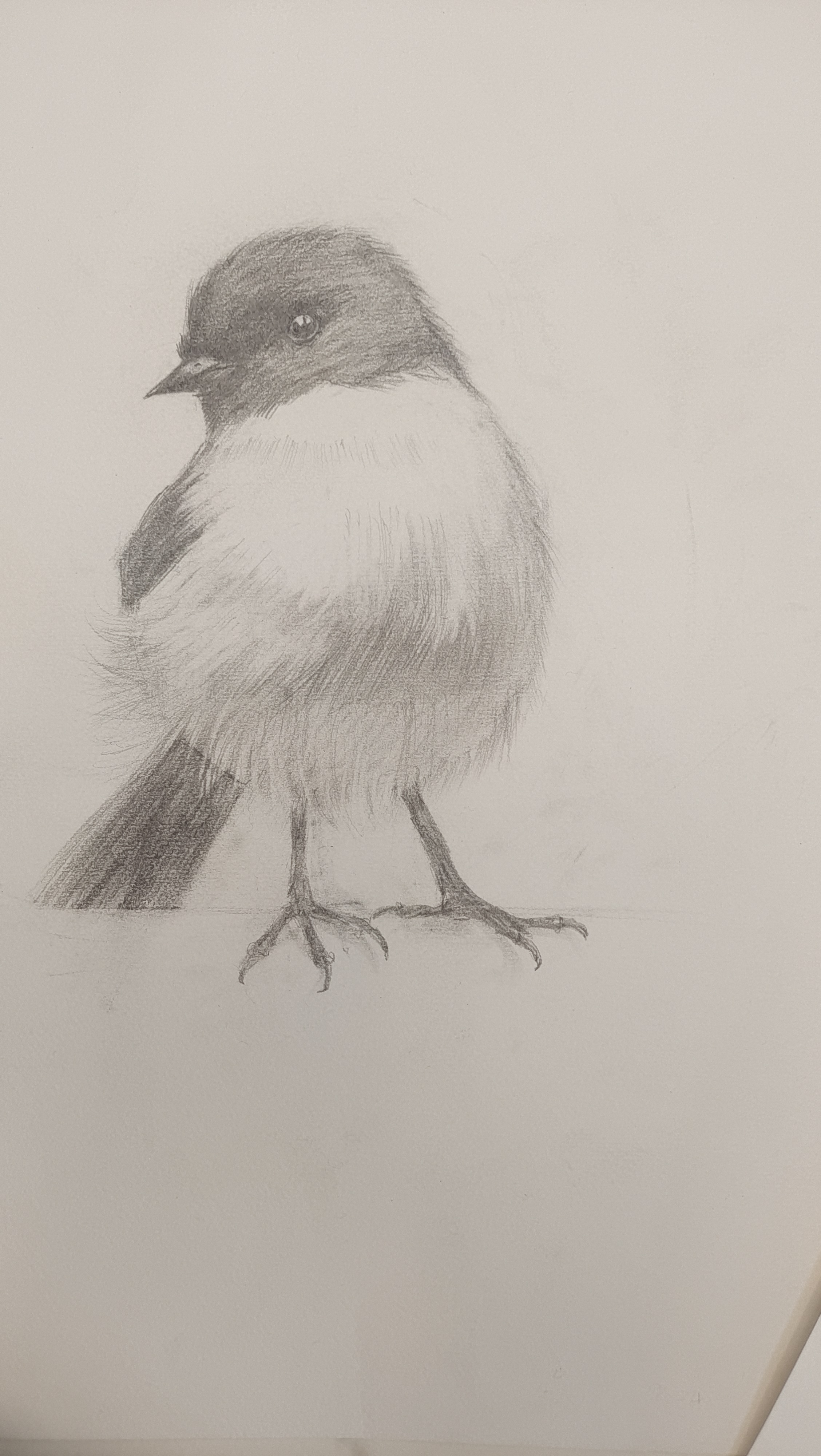 晒晒自己的素描动物(勿喷)