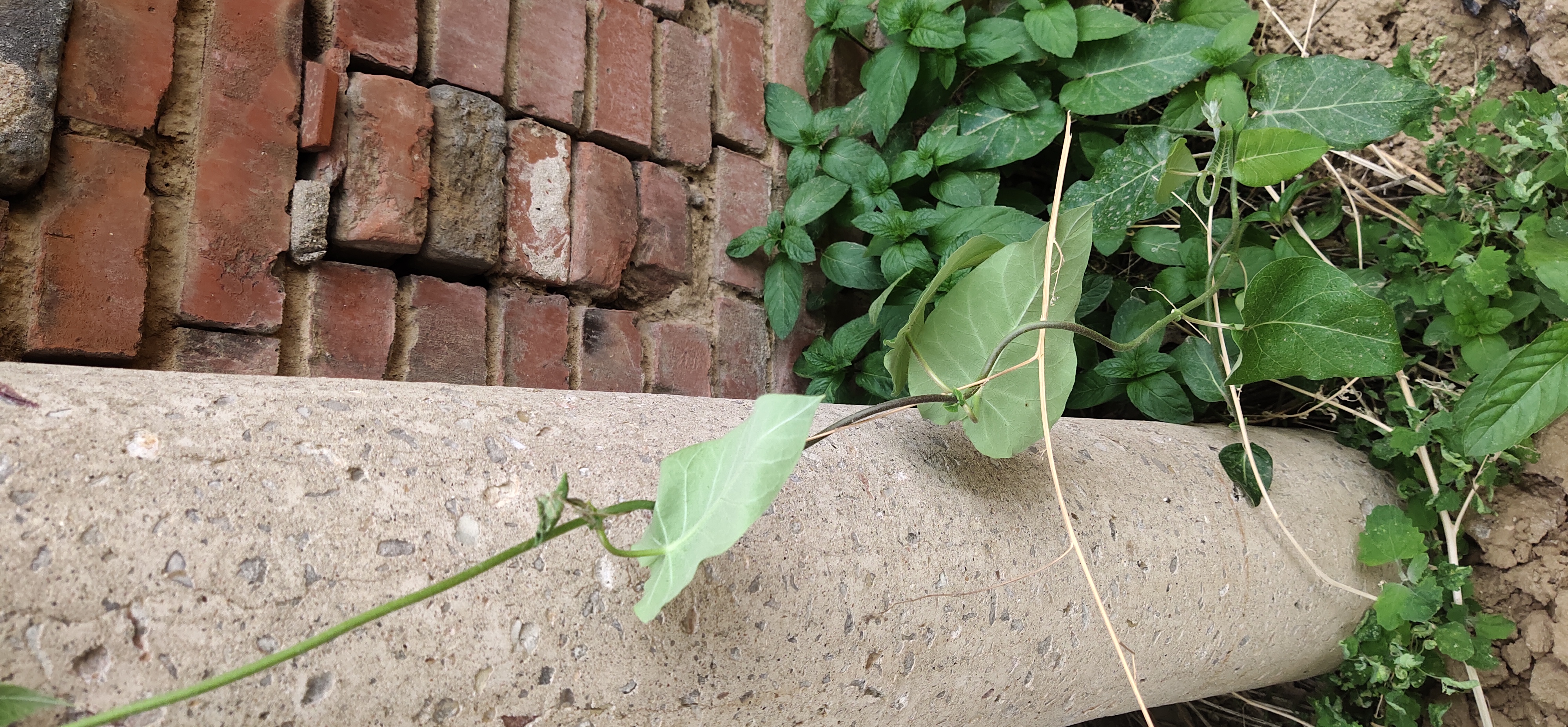 植物叶子水乳图片