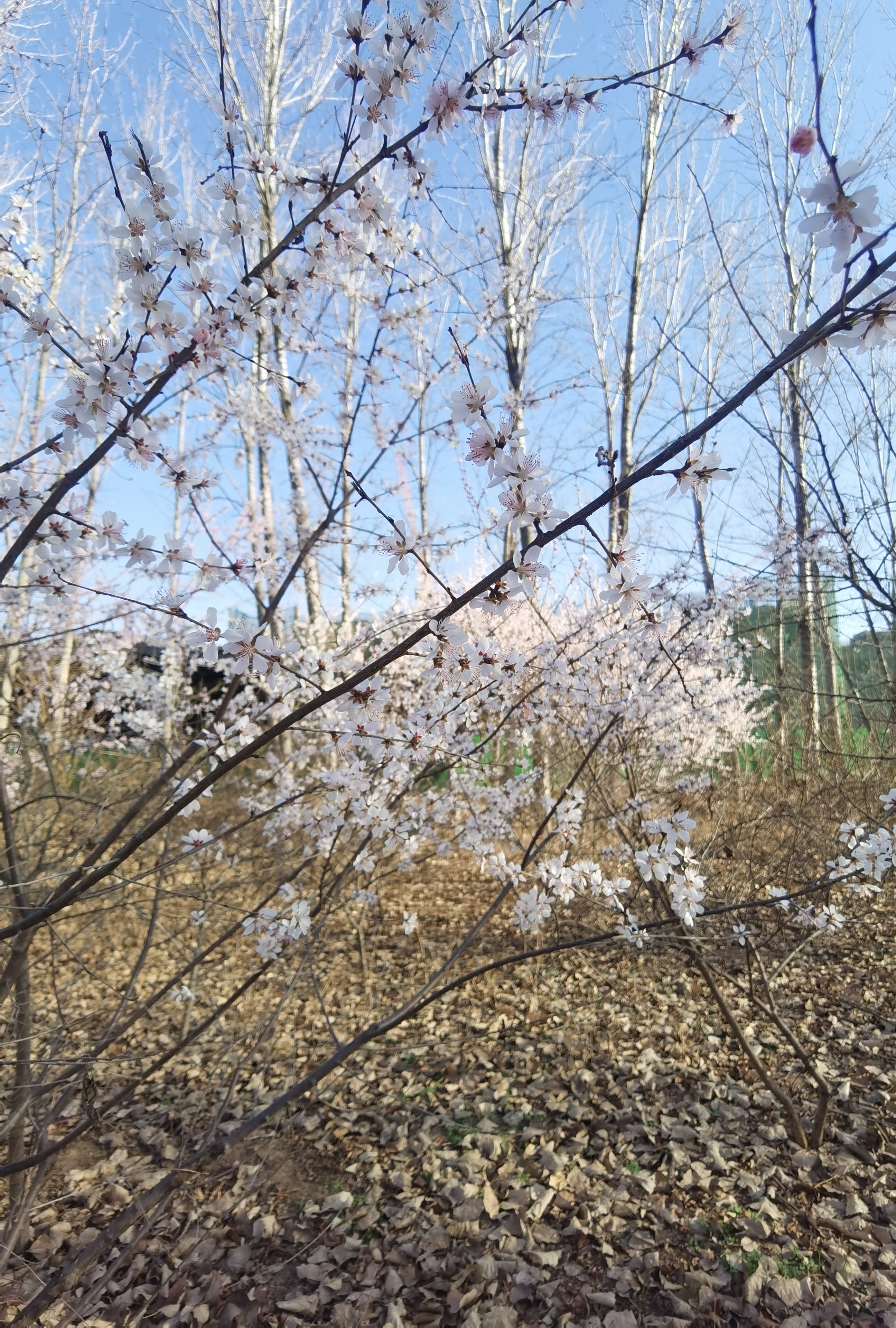 一树桃花开剧情介绍图片