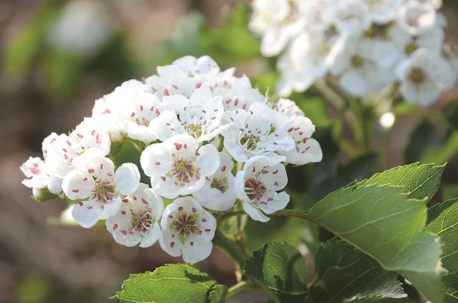 咔嚓咔嚓,清冷冰硬的水泥地面上传出起落有致的脚步声
