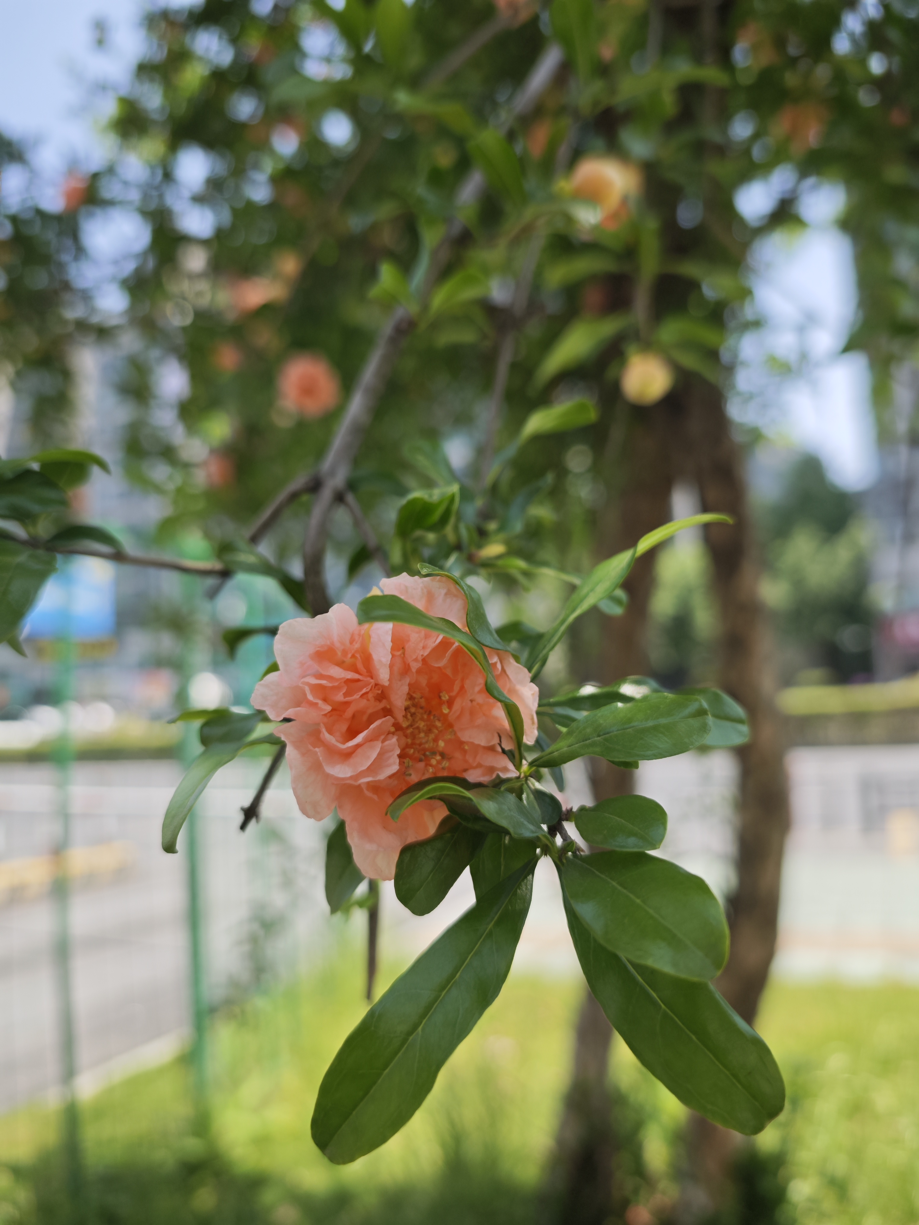 玛瑙石榴,红花酢浆草.