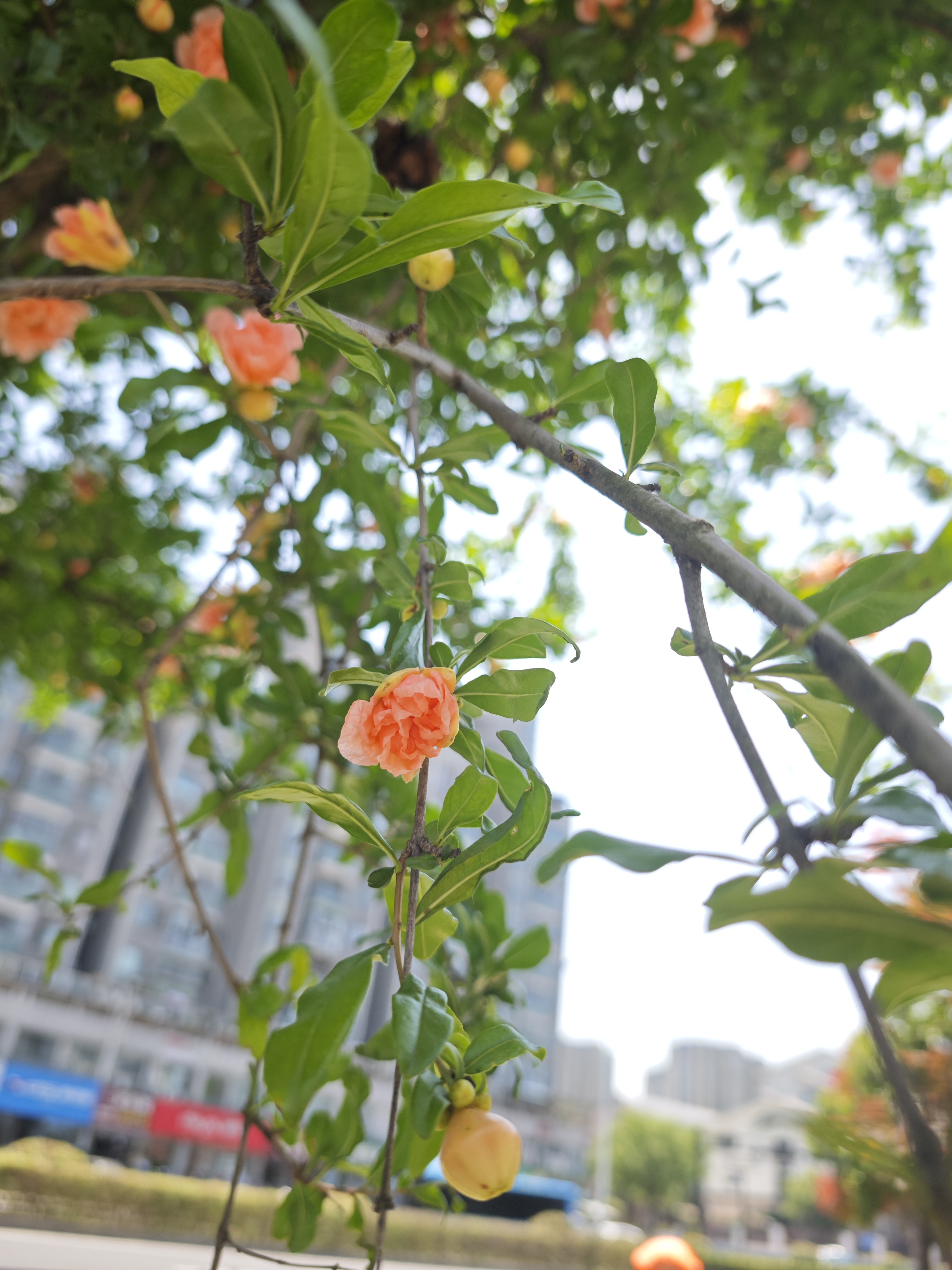 玛瑙石榴,红花酢浆草.