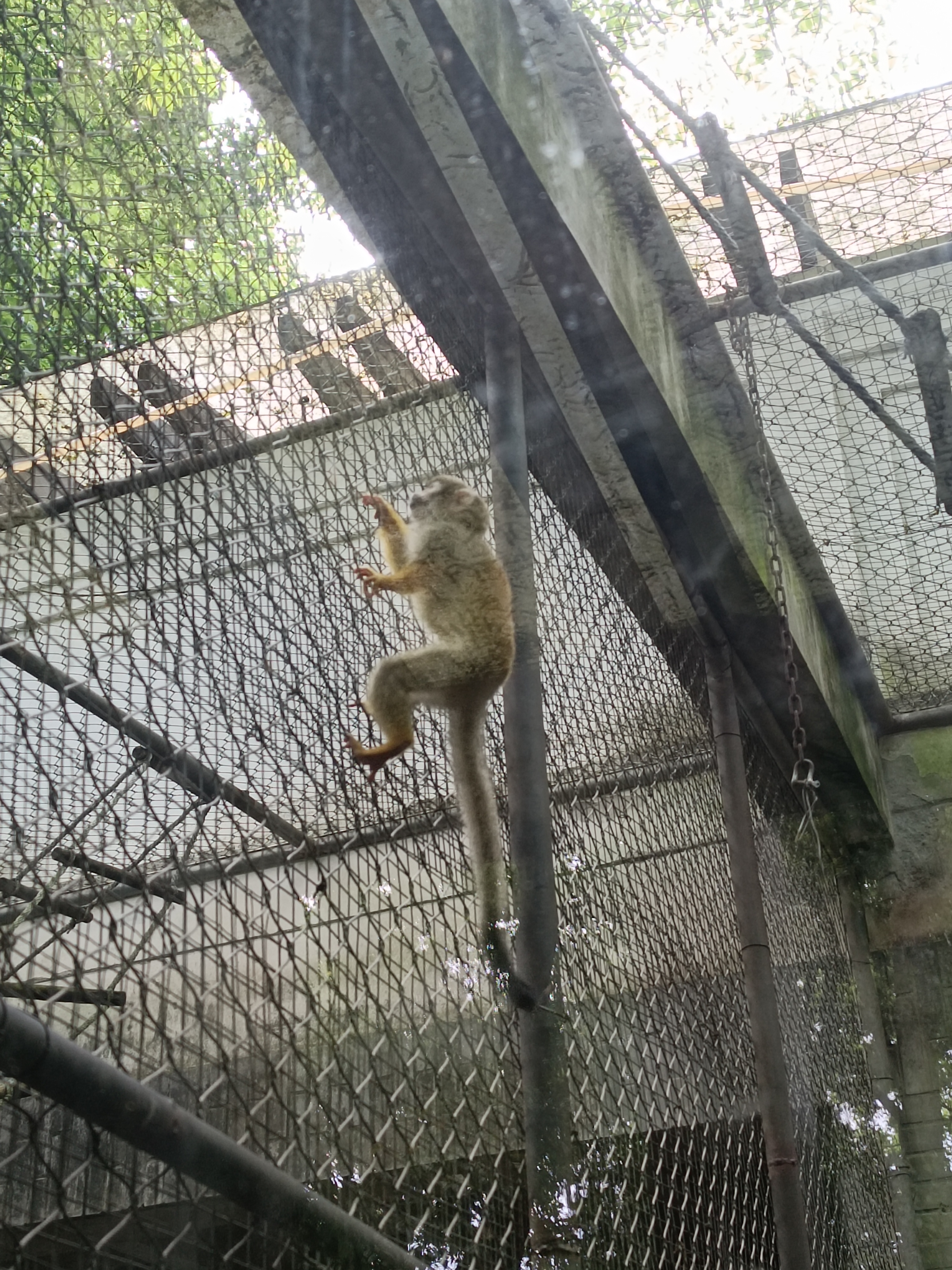 漂亮的鹦鹉图片