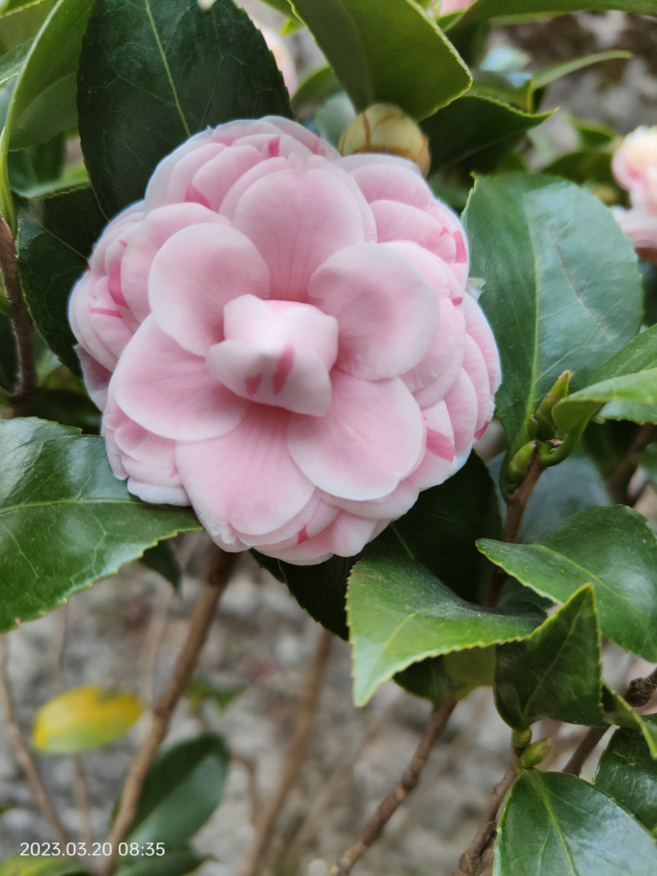 图说自然# 茶花.到底是白十八学士?还是抓破美人脸?