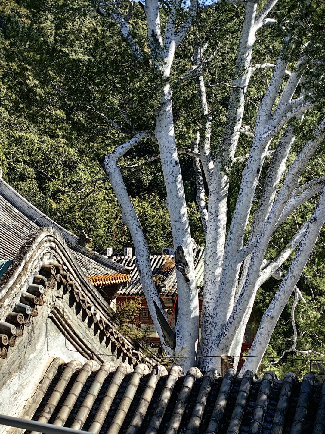 大全白皮松古树潭柘寺的松潭柘寺帝王树和白皮松图片北京潭柘寺的松