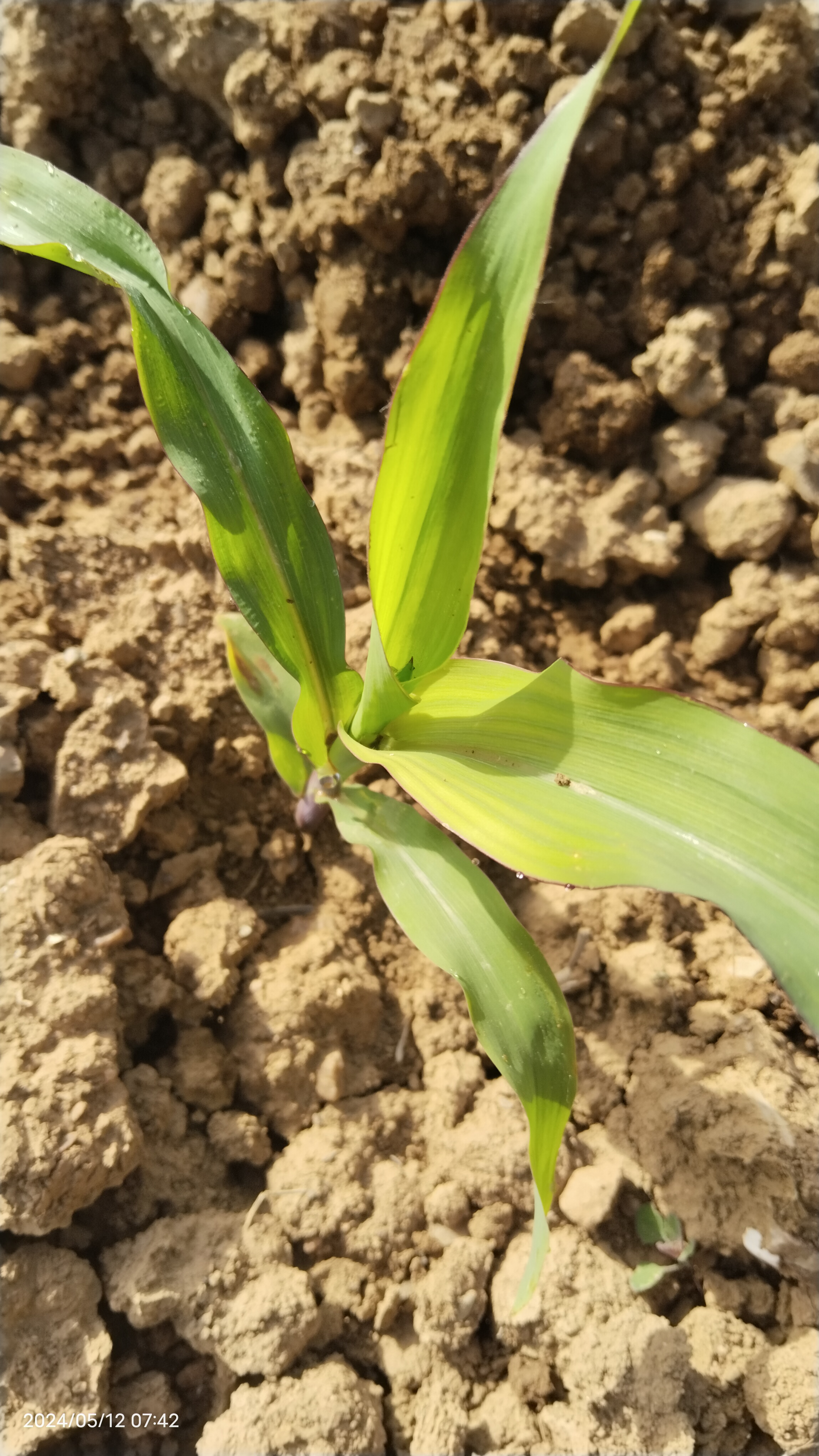 玉米种子的发芽过程是一个复杂而神奇的生物过程