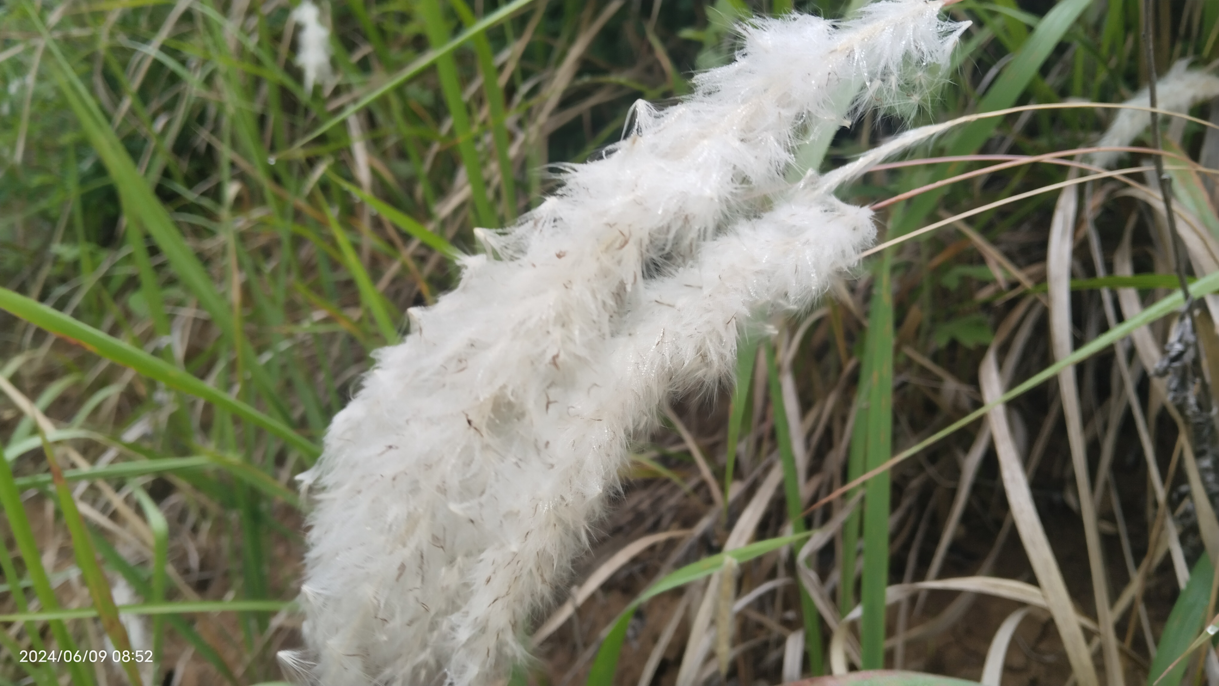 漫步于自然的神秘深处,竟意外邂逅了那如梦似幻,宛若仙境般的狼尾巴花