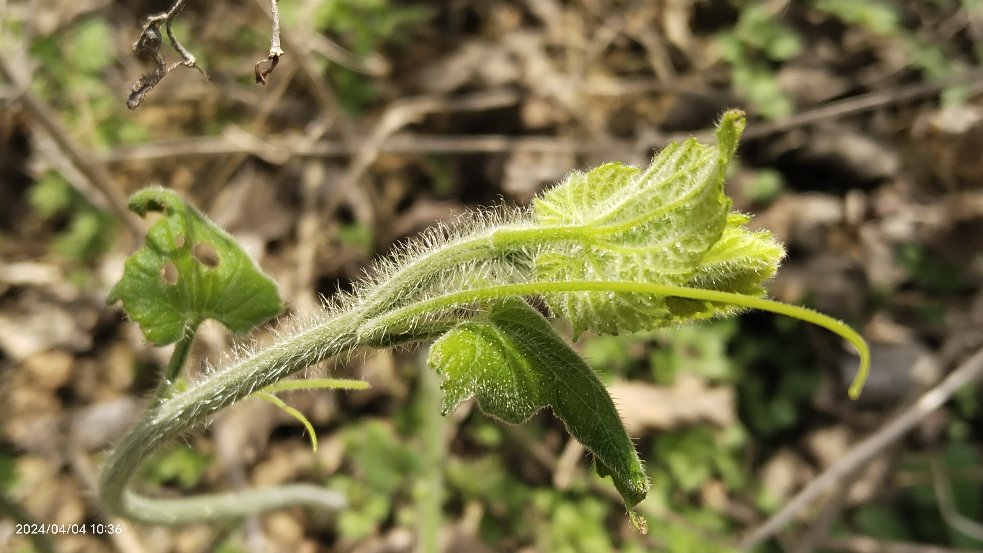 9399  在探索未知的乡土小路时,我偶然发现了这株独特的藤本植物.