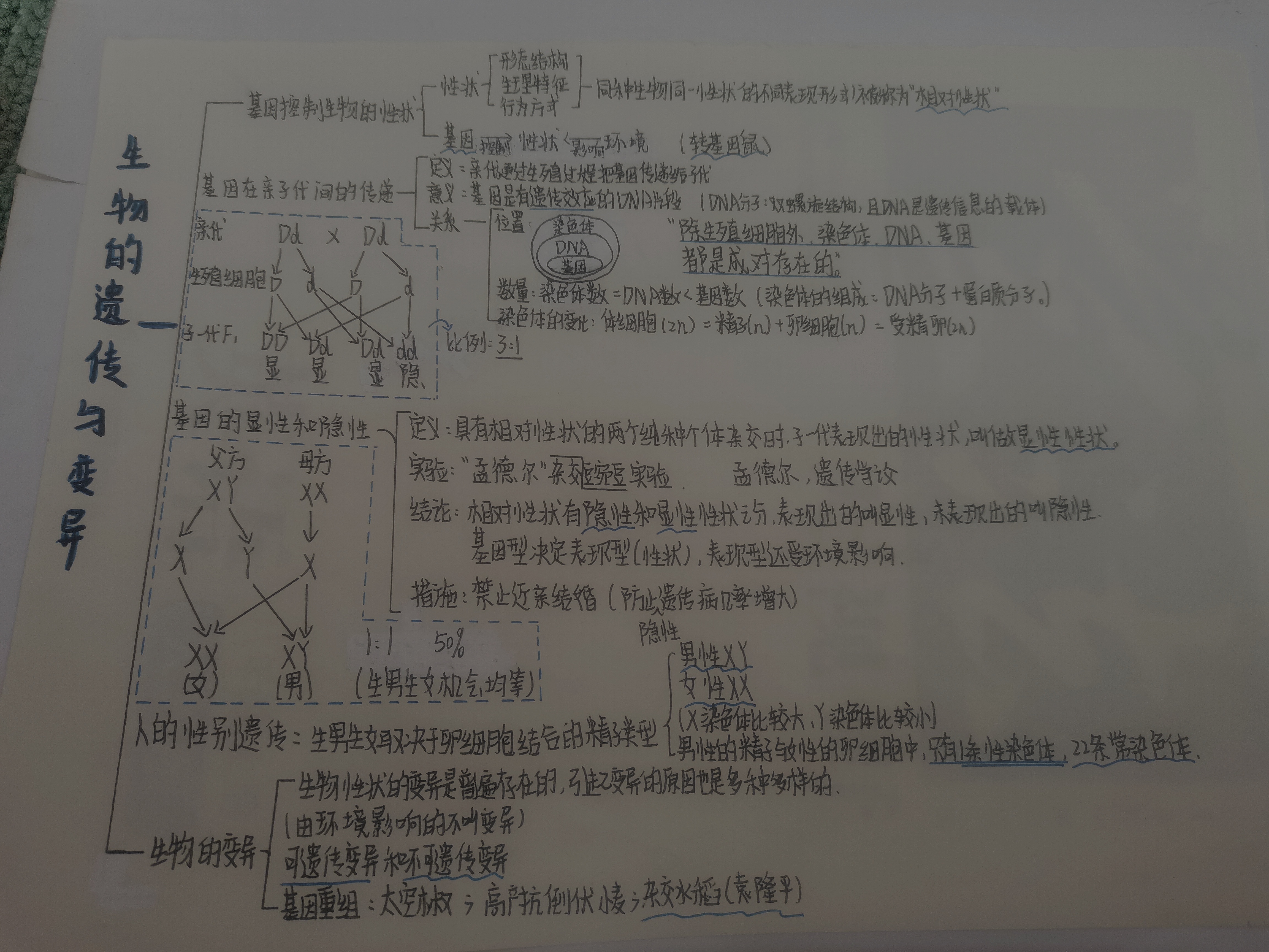 初二生物遗传图解六个图片