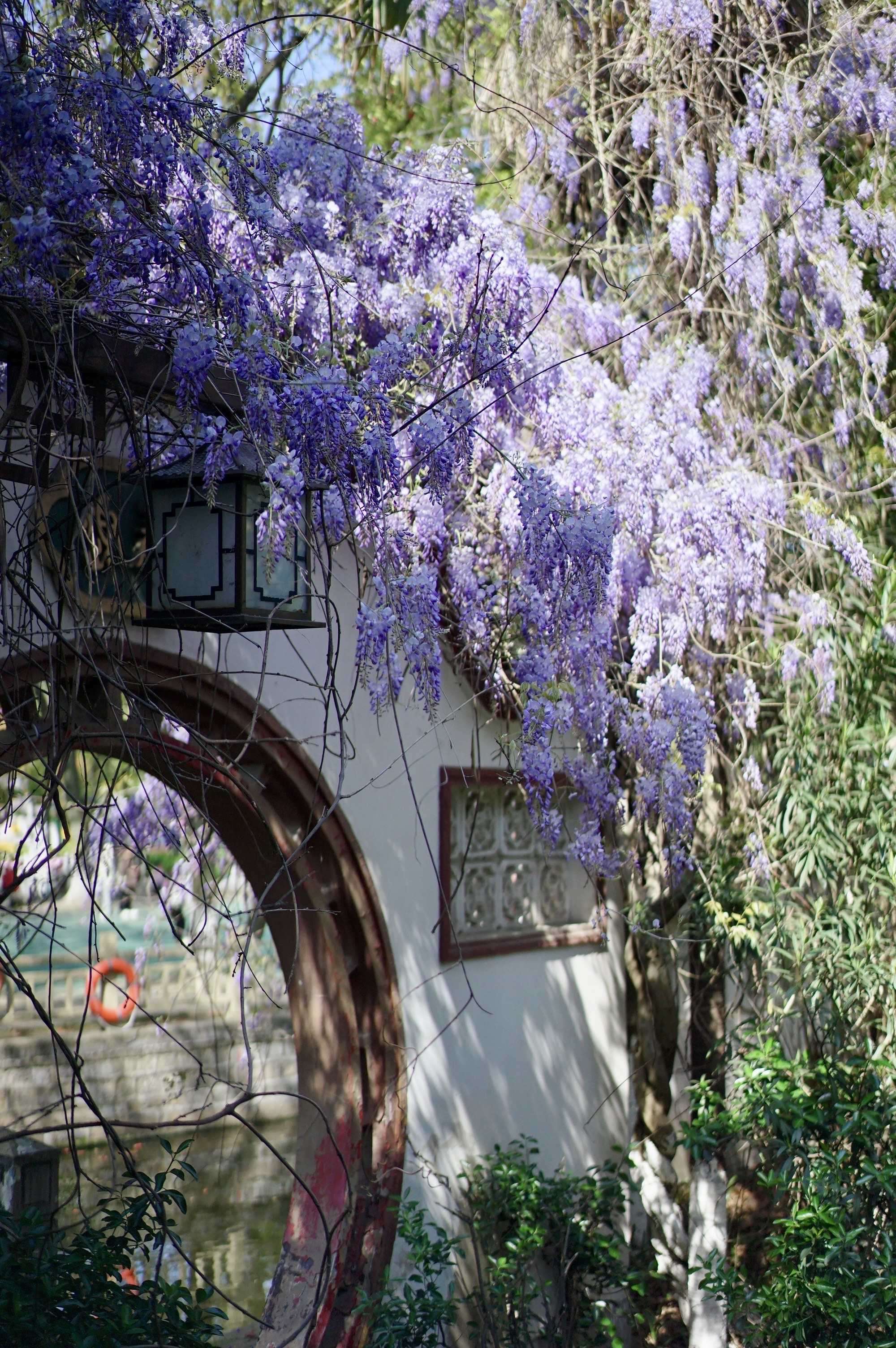 杨友明(江苏)  紫藤簇簇繁花闹.素雅清香鸟蝶招