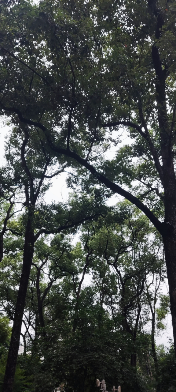 蔡徐坤现在就是让那群粉丝为他冲锋陷阵,在某音某浪上尽是他粉丝在