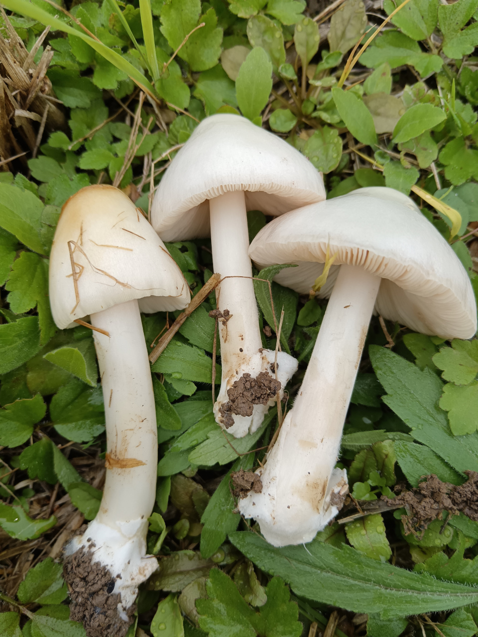 今天收割后的稻田里时,意外发现了一些蘑菇.