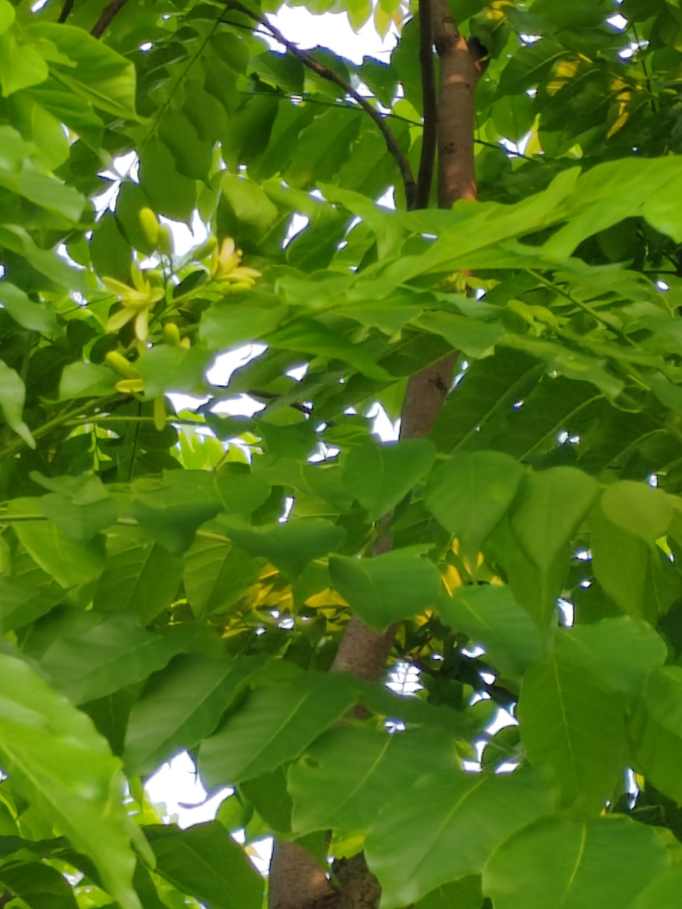 美麗的麻楝樹 昨天做完針灸,打車直接去了公園,漫無目的的在公園兜兜