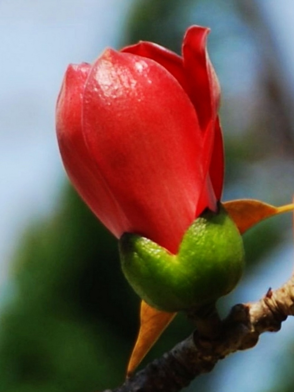 木棉花的功效与作用  木棉花是一种中药,也叫英雄花,是一种红色的花