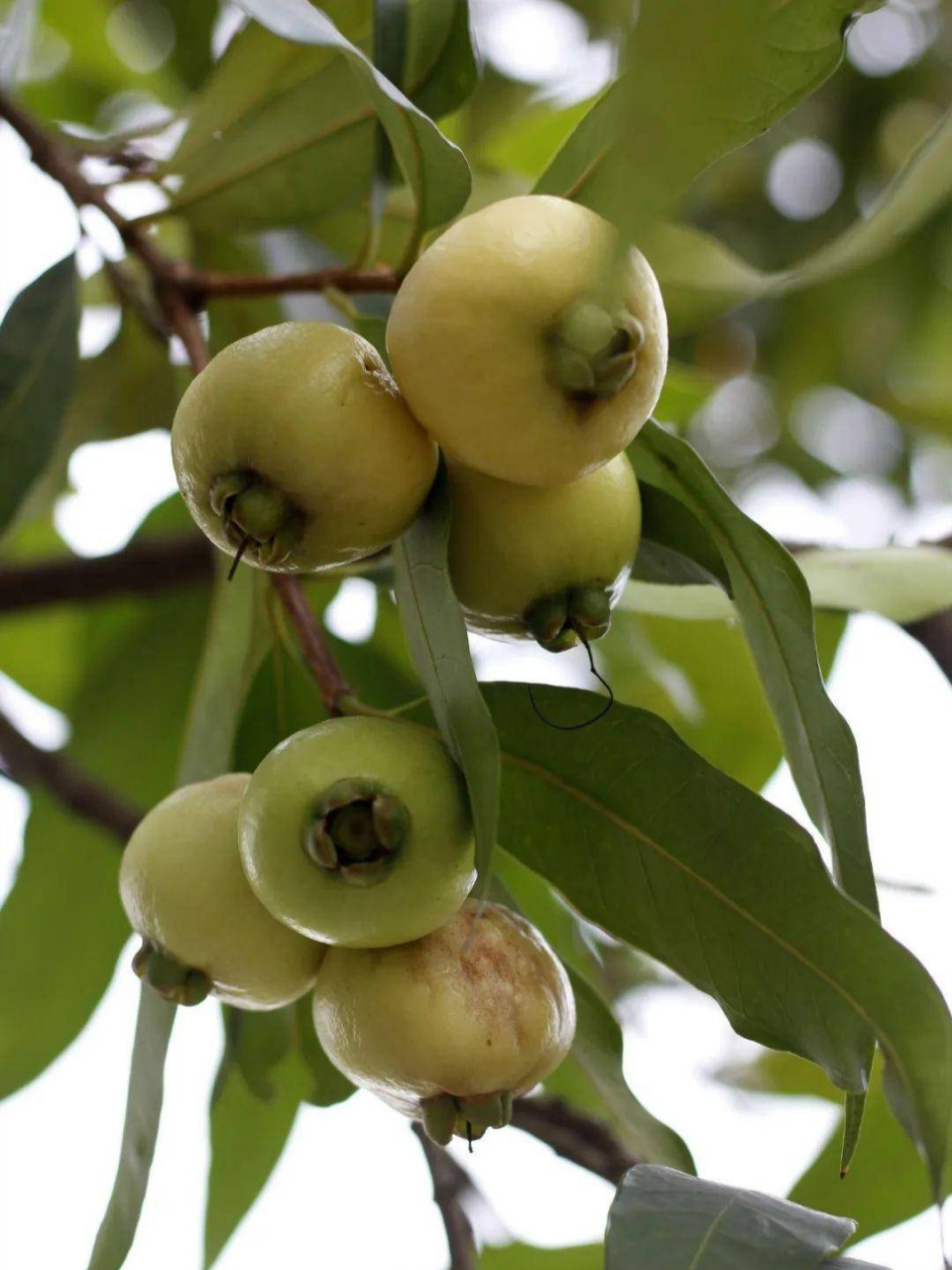 初夏,公园里的水蒲桃熟了 水蒲桃是岭南的夏季佳果.