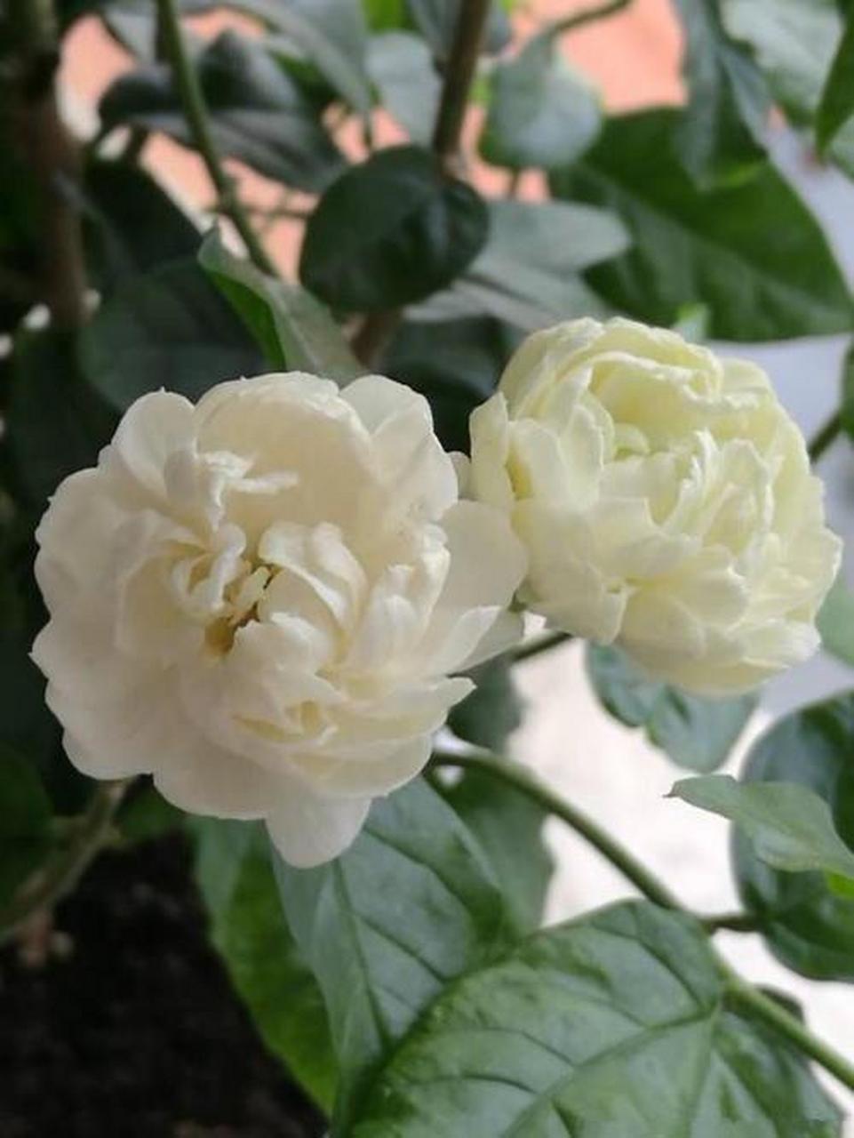 白玉堂又名白花粉团,因植于堂前开纯白色重瓣花而得名.