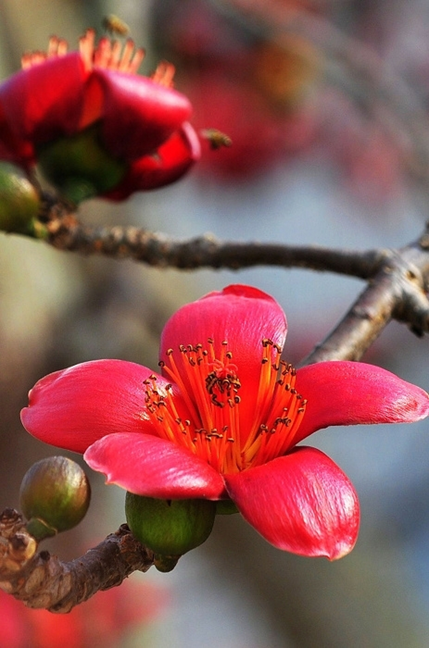 木棉花的功效与作用  木棉花是一种中药,也叫英雄花,是一种红色的花